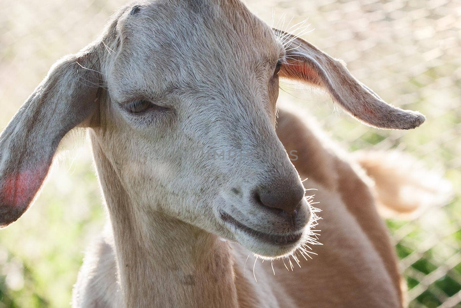 Anglo-Nubian goat with very large ears portrait