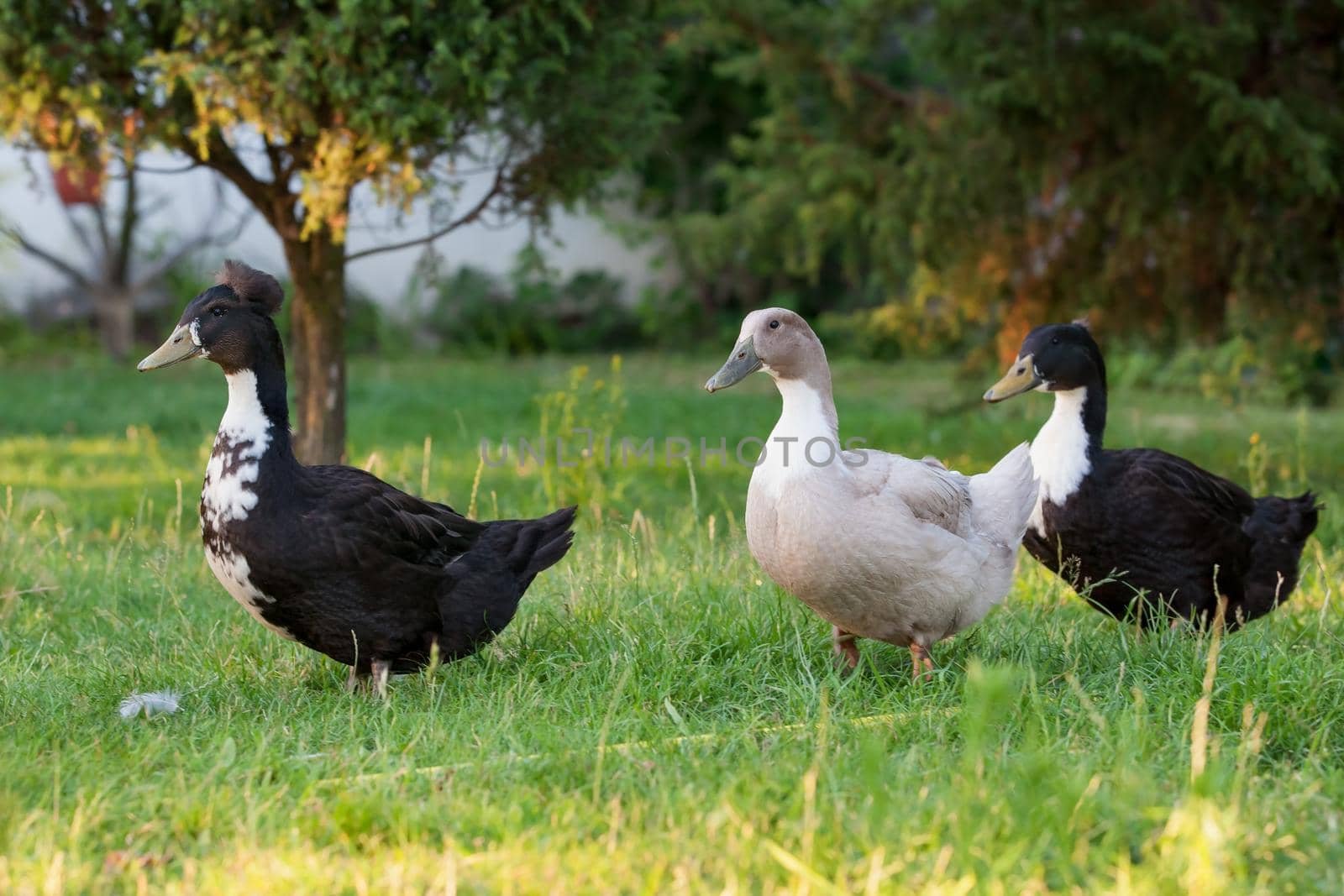 Three ducks walking in the garden by Lincikas