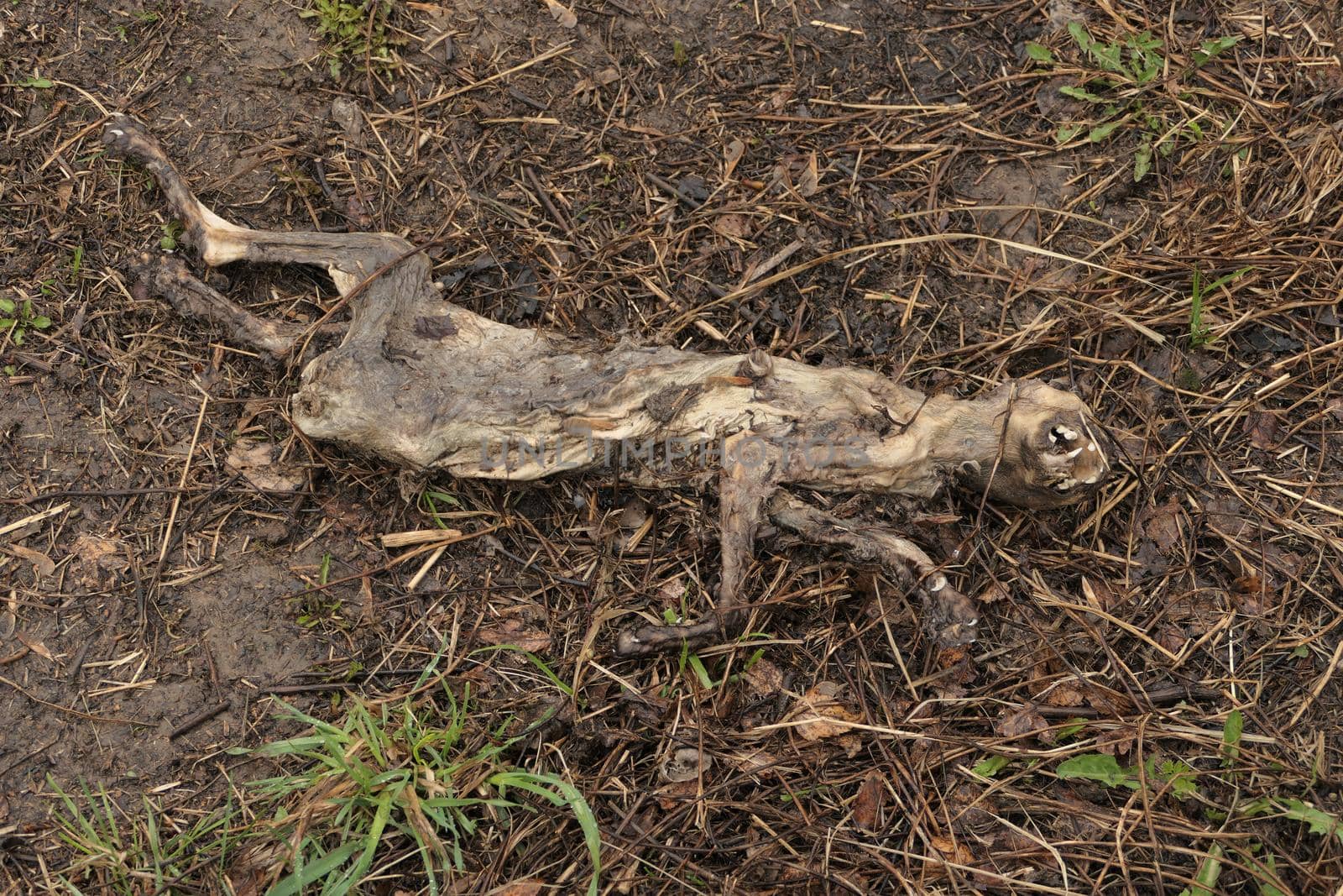 A dead cat on the street. Epidemic and contagion. Ecology. Dead, decomposing animals. High quality photo