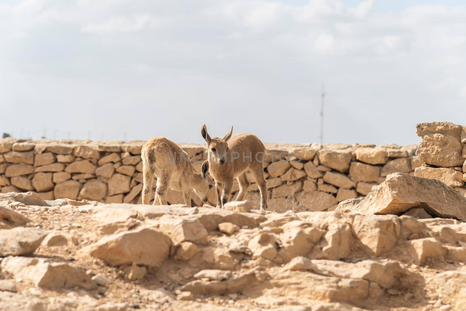 Capra ibex nubiana, Nubian Ibexes family near Mitzpe Ramon. High quality photo