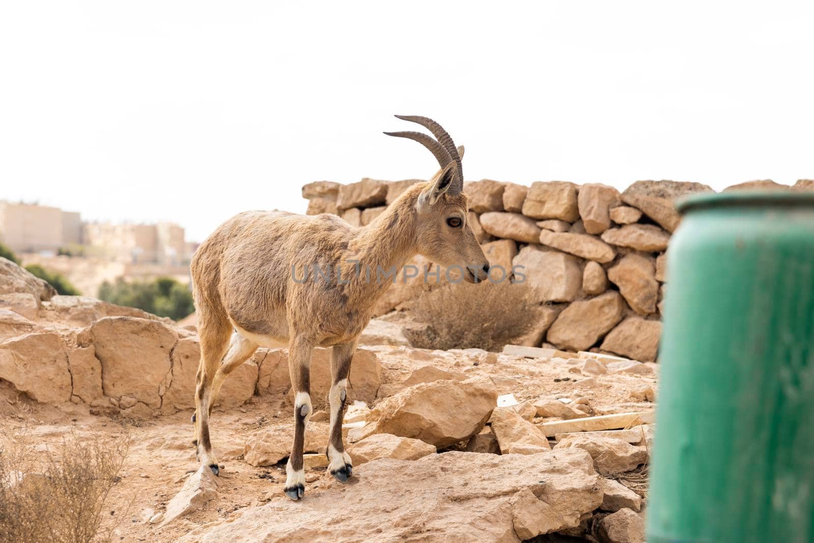 Capra ibex nubiana, Nubian Ibexes family near Mitzpe Ramon. High quality photo