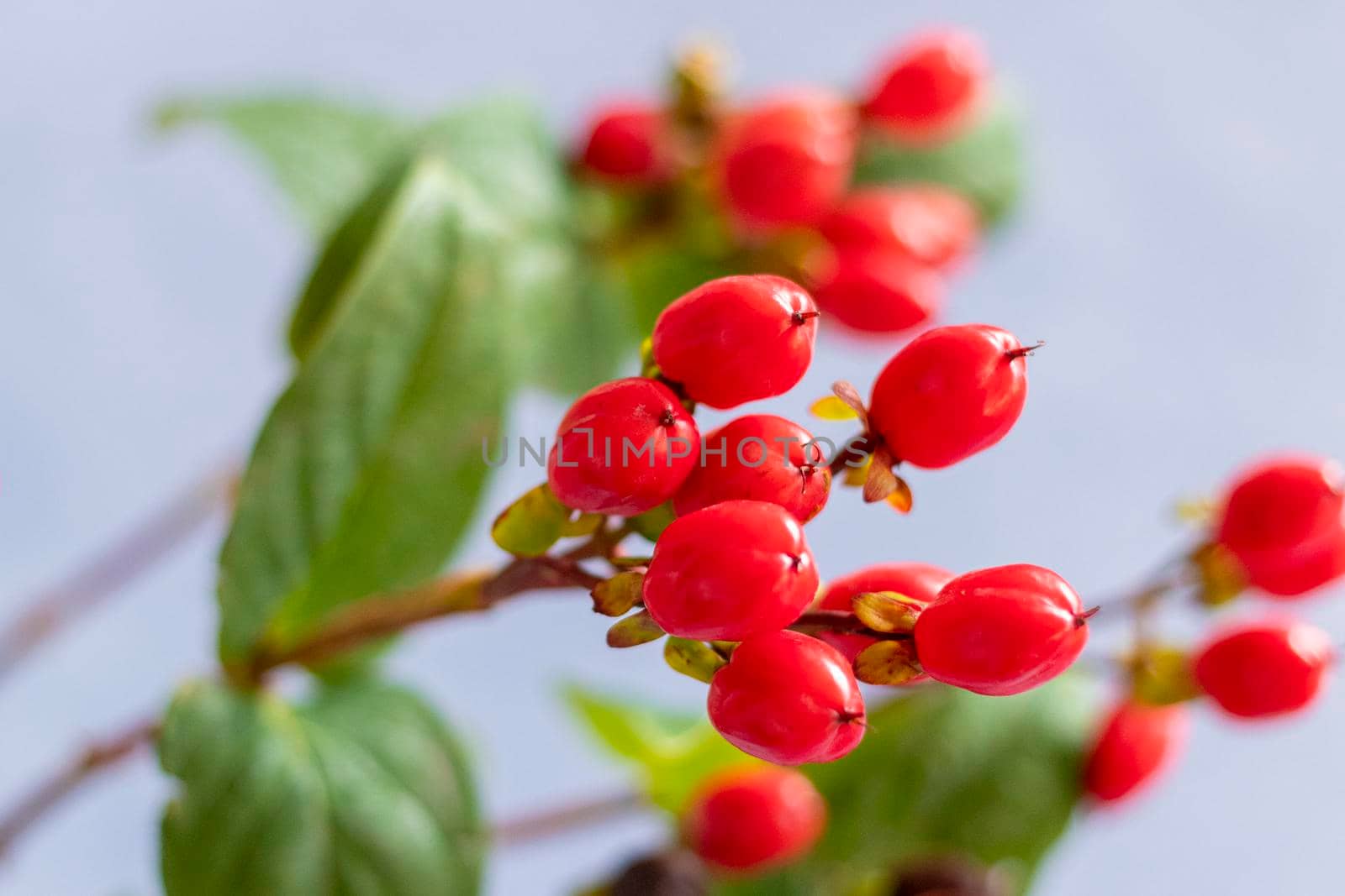 Red fruits of the Hypericum plant