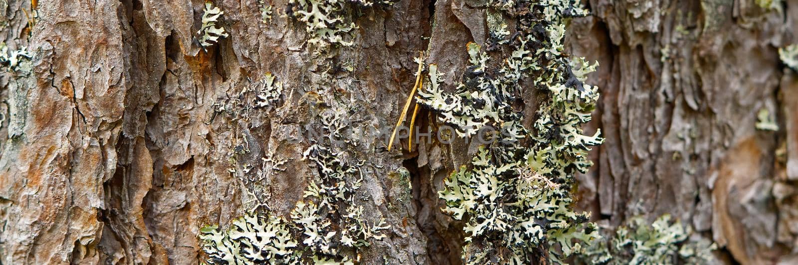 Texture of the nordic pine, bark. Natural structure of pine tree bark with moss. Background