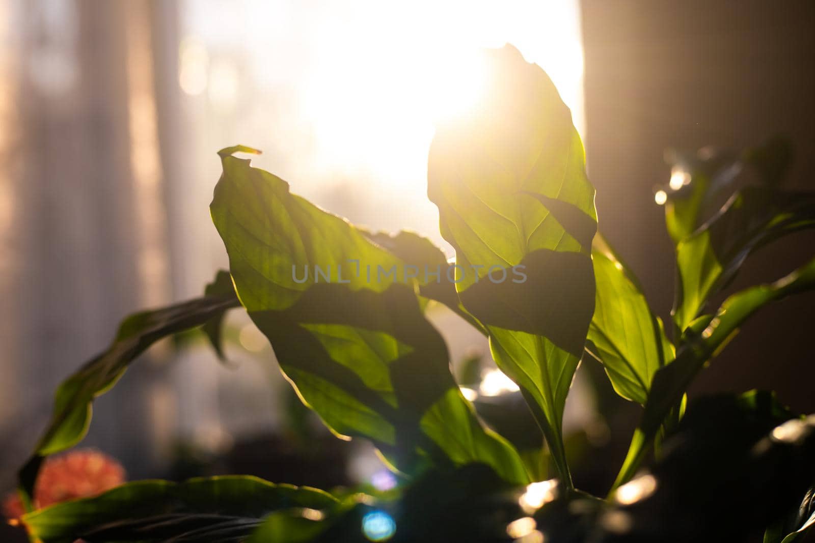The leaves are green against the sun. Home flower. Sunlight. Light through the leaves. Nature
