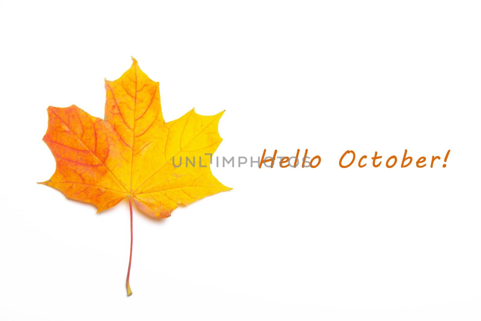 Hello October Maple yellow leaf on a white background. Maple leaf with text. New month. Autumn leaf with text. Postcard . Greeting. Autumn.