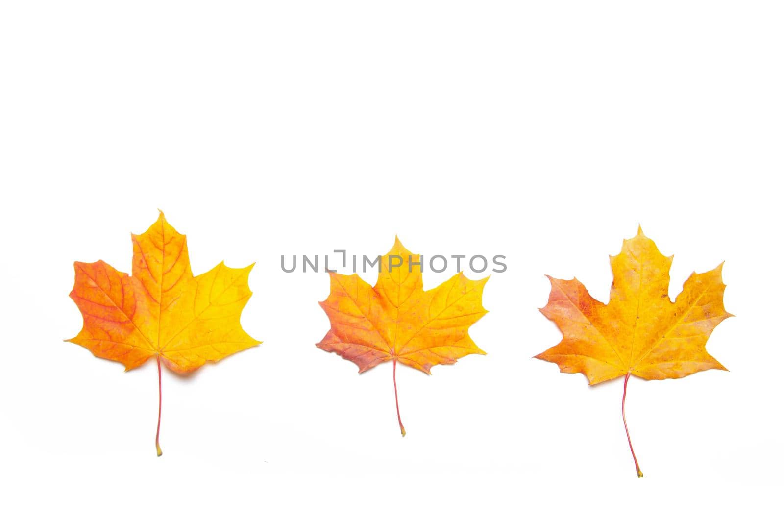 Yellow maple leaves on a white background . Autumn leave. Isolated background. Hello autumn. Copy space. Plants. Photosynthesis