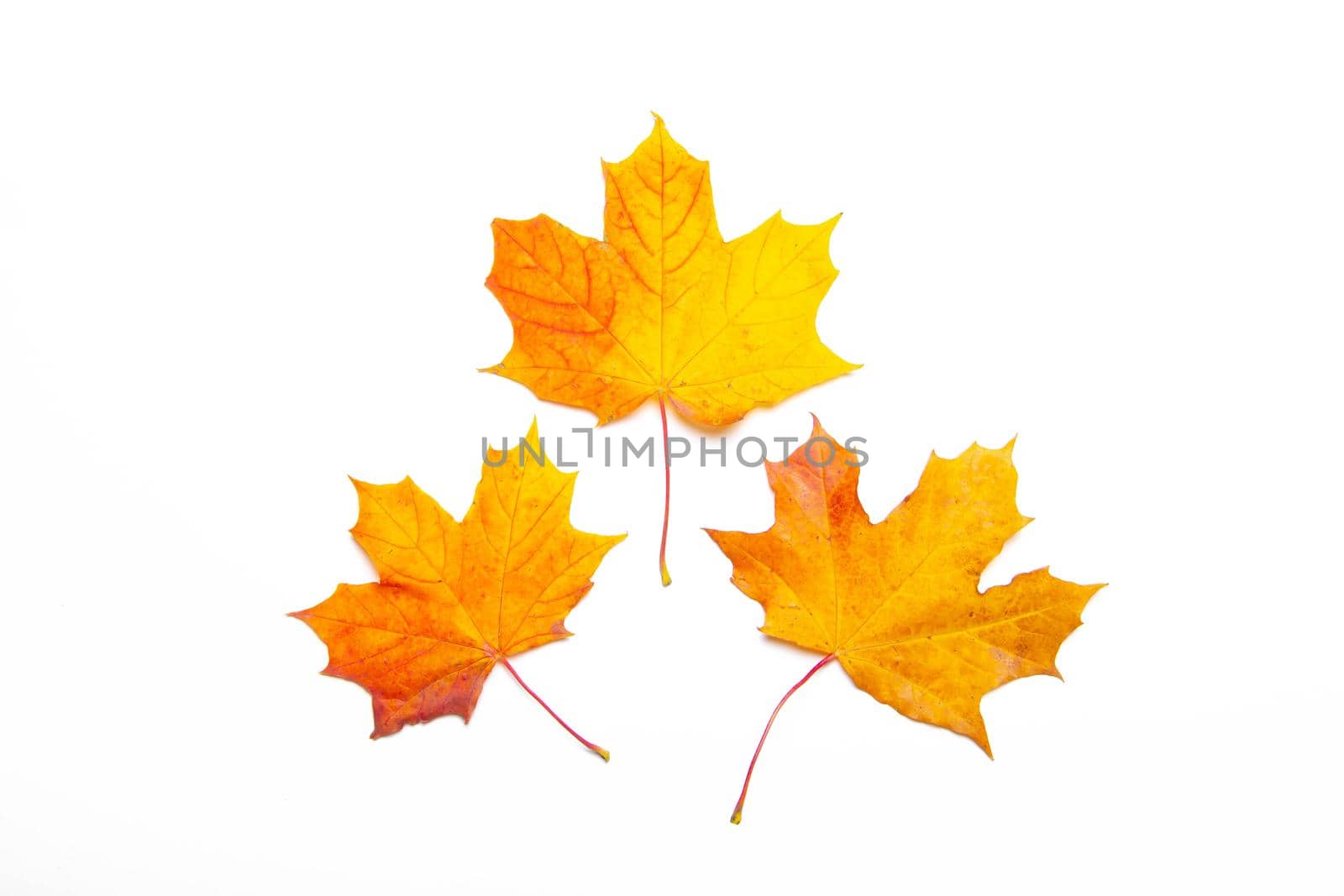 Yellow maple leaves on a white background . Autumn leave. Isolated background. Hello autumn. Copy space. Plants. Photosynthesis