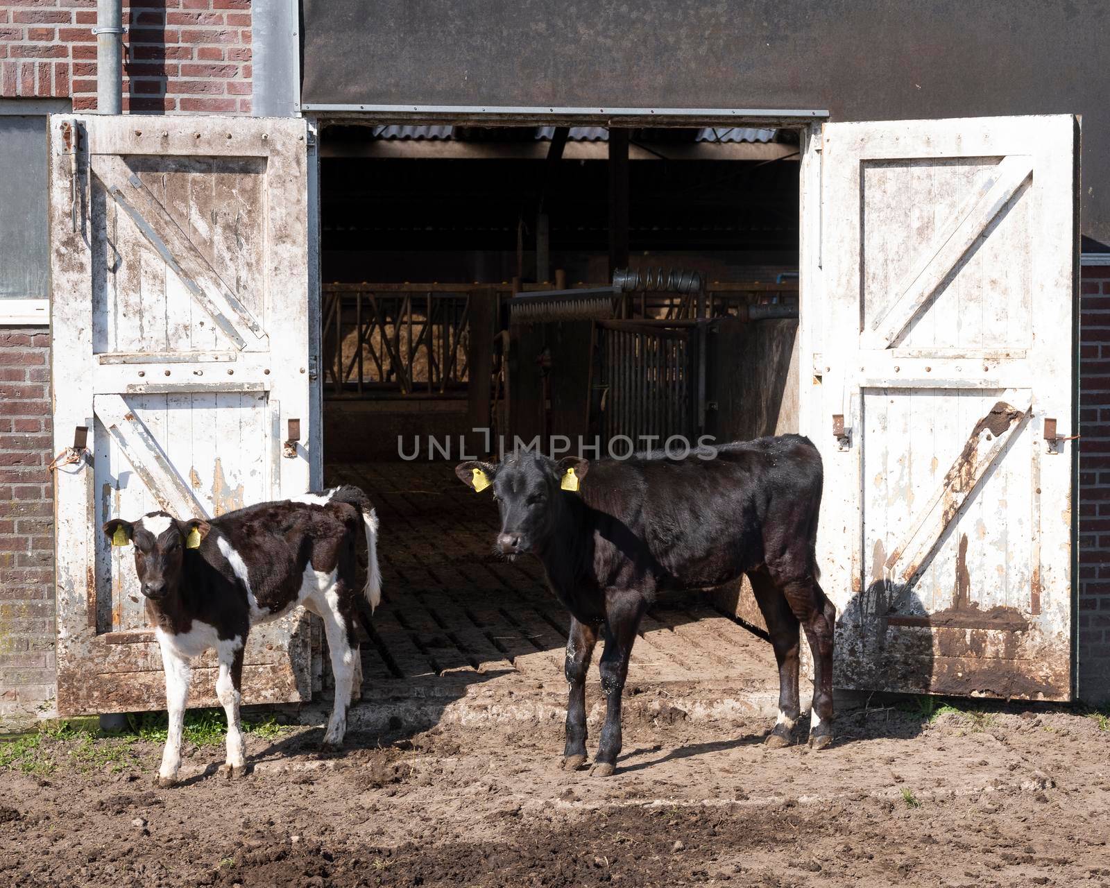 black and white spotted calves outside barn doors of old farm in the netherlands by ahavelaar