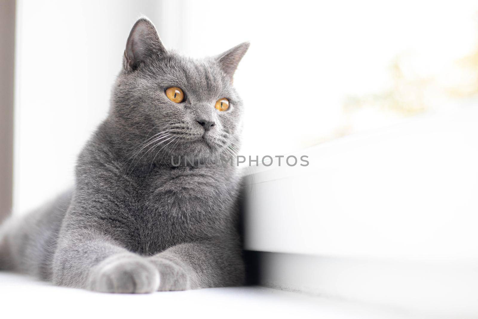 A grey cat is lying on the windowsill. British cat. Article about Pets. Copy space. Window sill advertising. Advertising of food for cats.