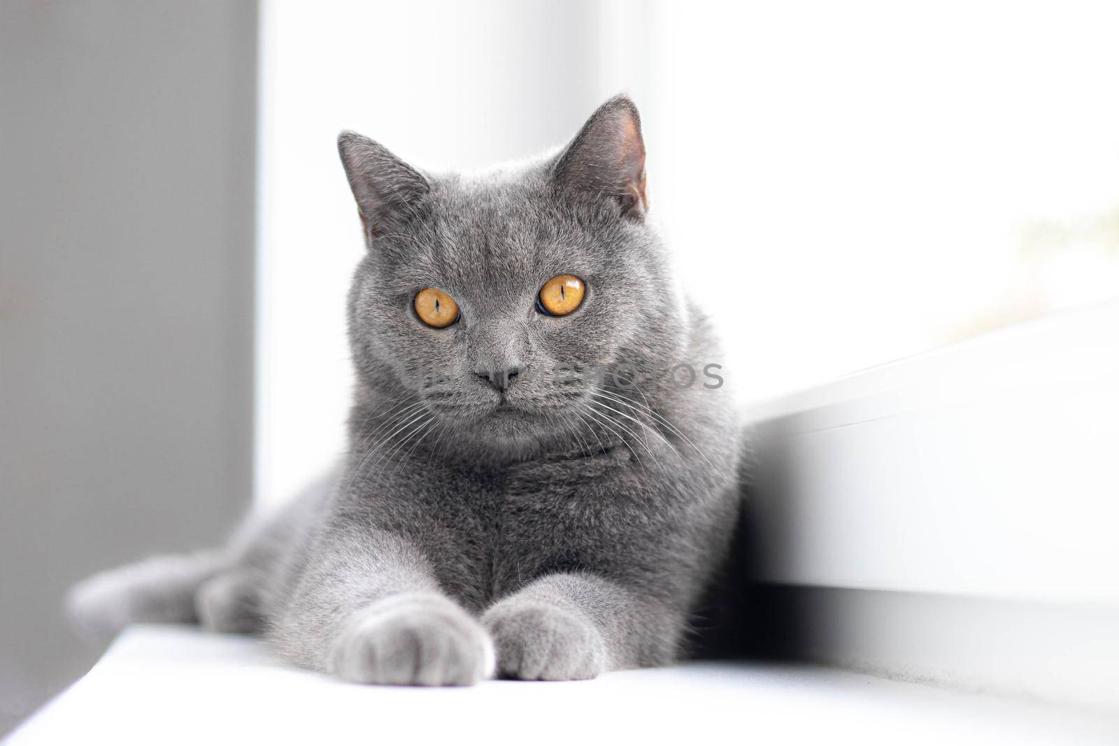 A grey cat is lying on the windowsill. British cat. Article about Pets. Copy space. Window sill advertising. by alenka2194