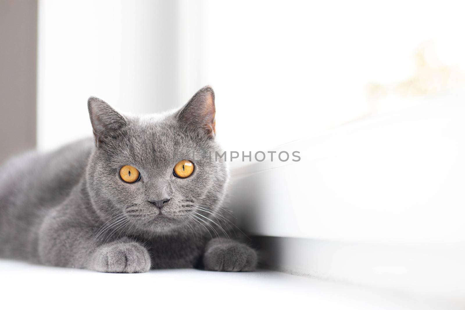 A grey cat is lying on the windowsill. British cat. Article about Pets. Copy space. Window sill advertising. Advertising of food for cats.