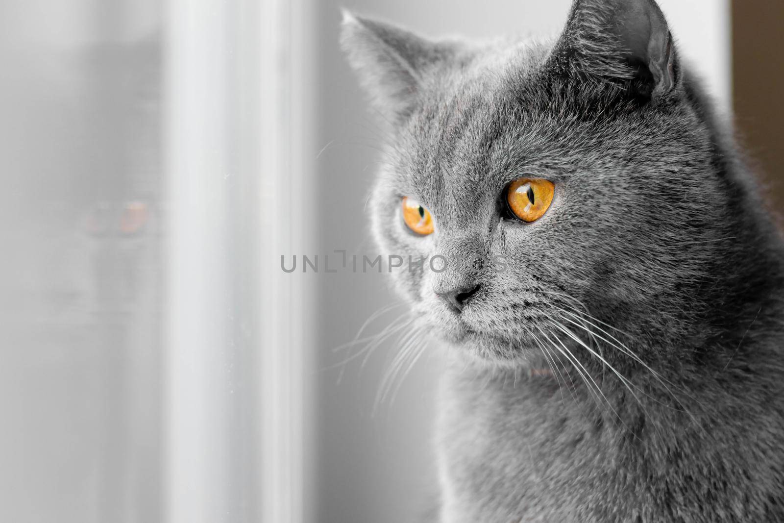 the cat looks out the window. British grey cat. a pet. pet at the window . window advertising. by alenka2194