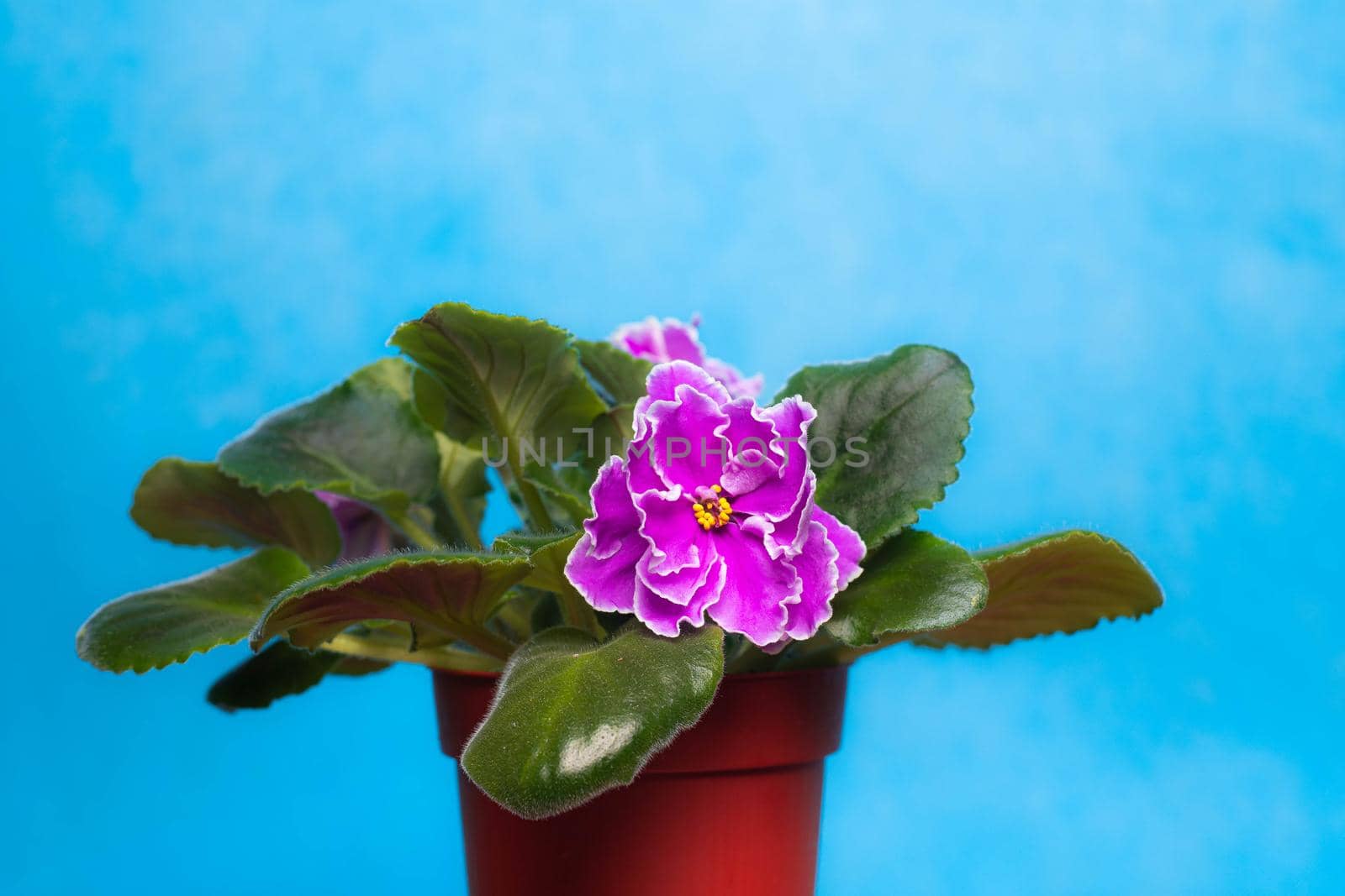 Large flower of domestic violets . Pink violet. Home flower. flowering. Blue background