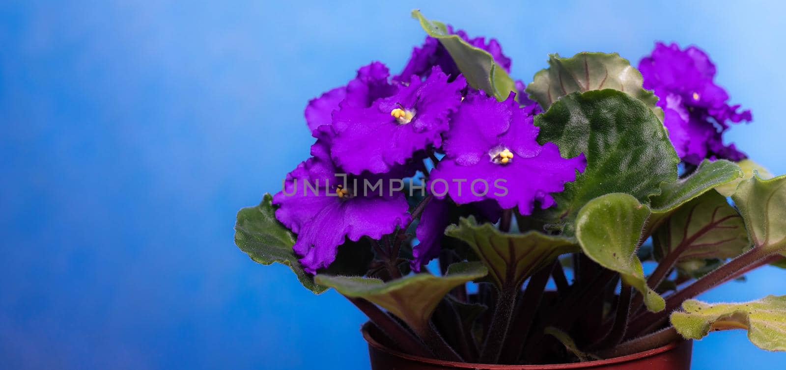 Violet is a home flower . Purple flower. House plant. Blue background. Copy space.