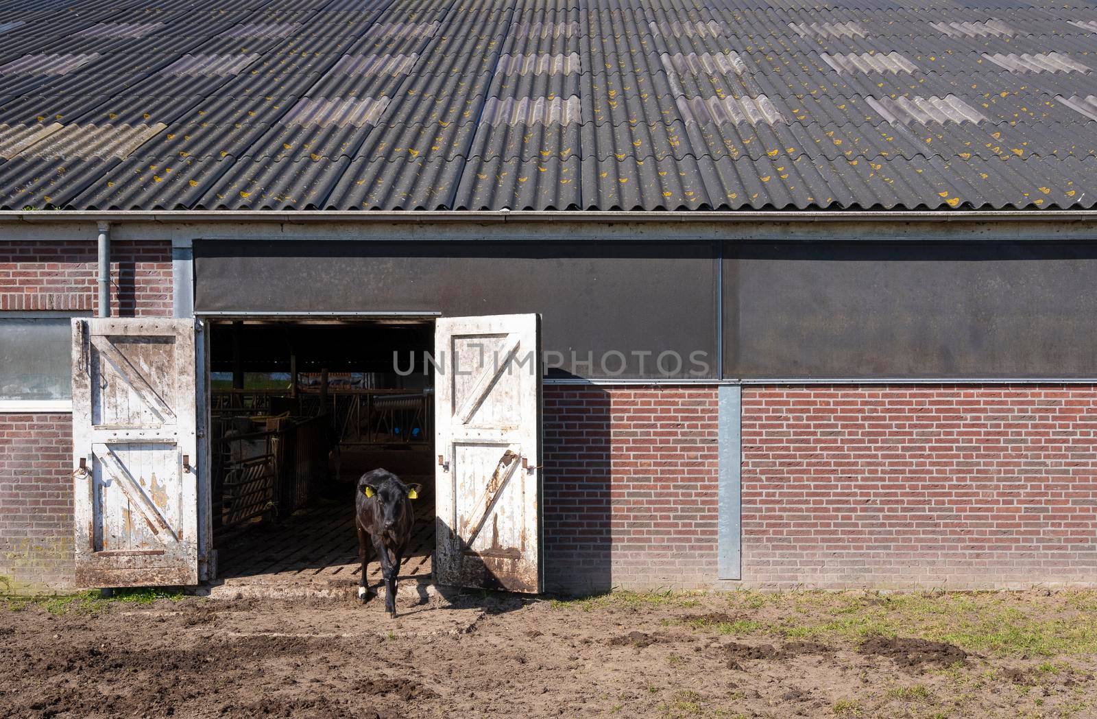 black calf outside barn doors of old farm in the netherlands by ahavelaar