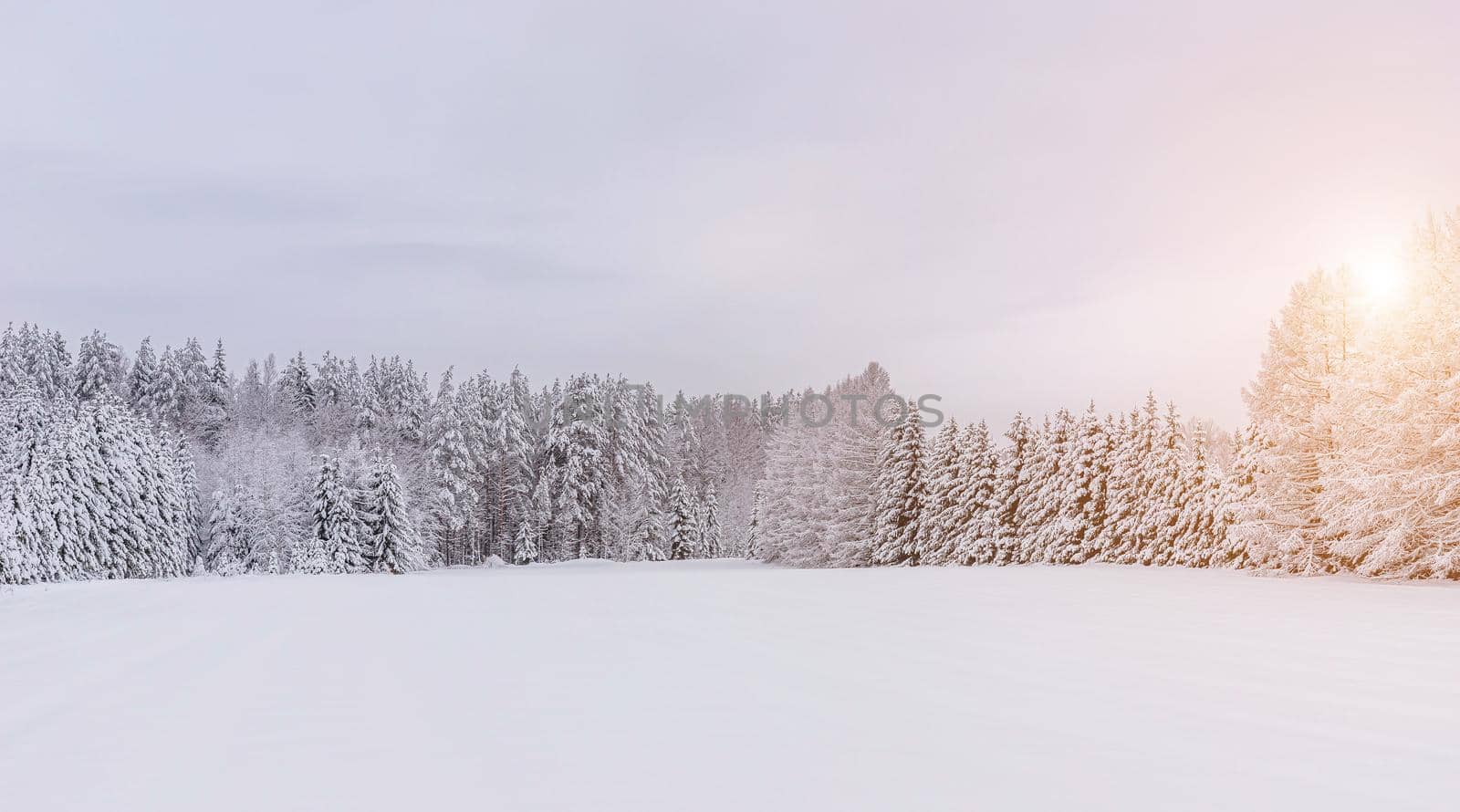 Winter landscape panorama of snow and sun . The sun peeks out from behind the trees. Nature. Snow valley. Winter screensaver. Copy space. article about winter tourism and recreation