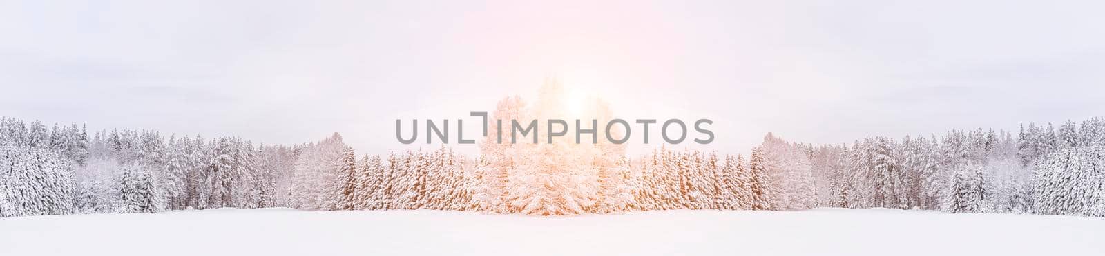 Winter landscape panorama of snow and sun . The sun peeks out from behind the trees. Nature. Snow valley. Winter screensaver. Copy space. article about winter tourism and recreation