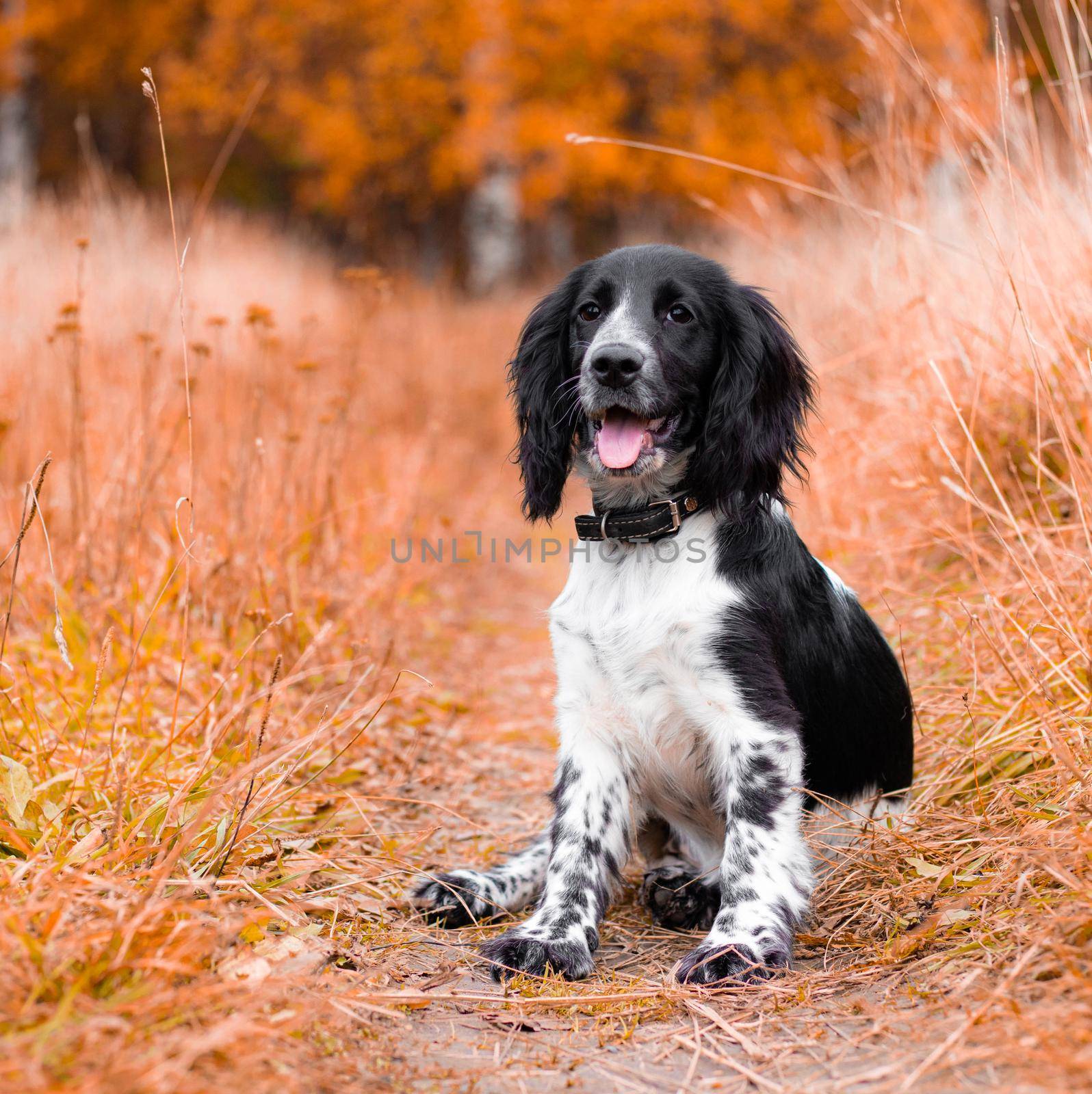 Spaniel hunting for a walk in the fall. Dog on a walk in autumn. Autumn portrait of an animal. Puppy. Walking a pet. Beautiful photo with a dog. Article about Pets. Black and white color. by alenka2194