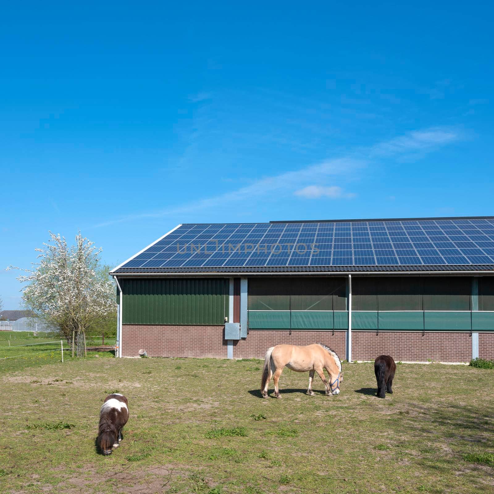 horse and ponies near barn with solar panels in the netherlands on sunny spring day by ahavelaar