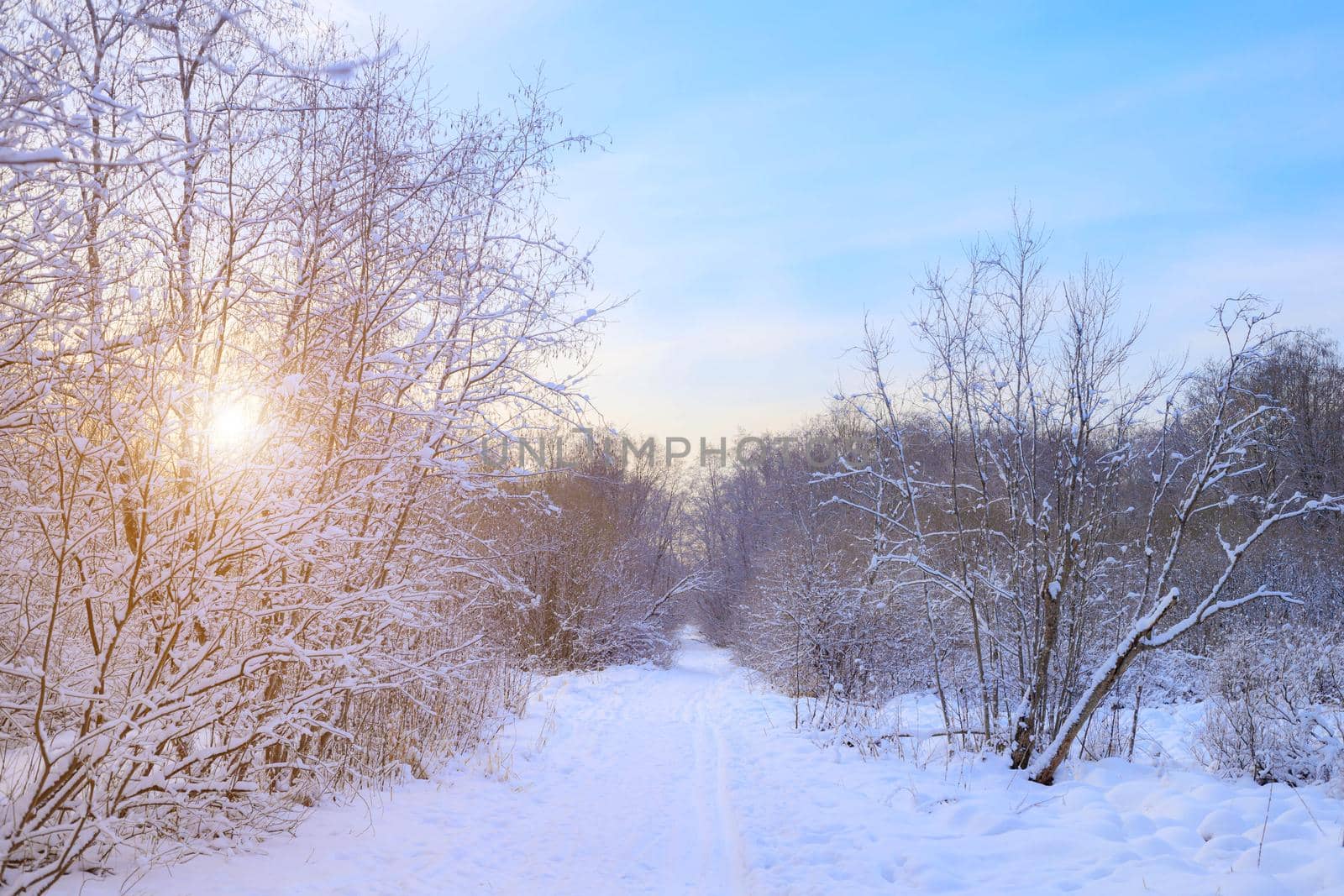 Winter landscape panorama of snow and sun . The sun peeks out from behind the trees. Nature. Snow valley. Winter screensaver. article about winter tourism and recreation by alenka2194