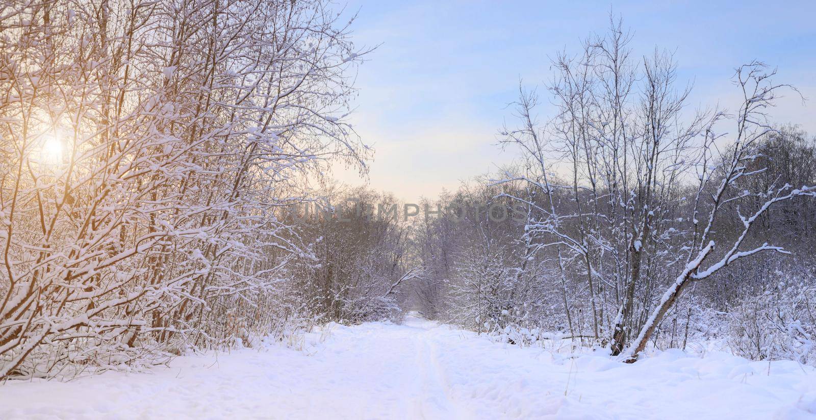 Winter landscape panorama of snow and sun . The sun peeks out from behind the trees. Nature. Snow valley. Winter screensaver. article about winter tourism and recreation by alenka2194