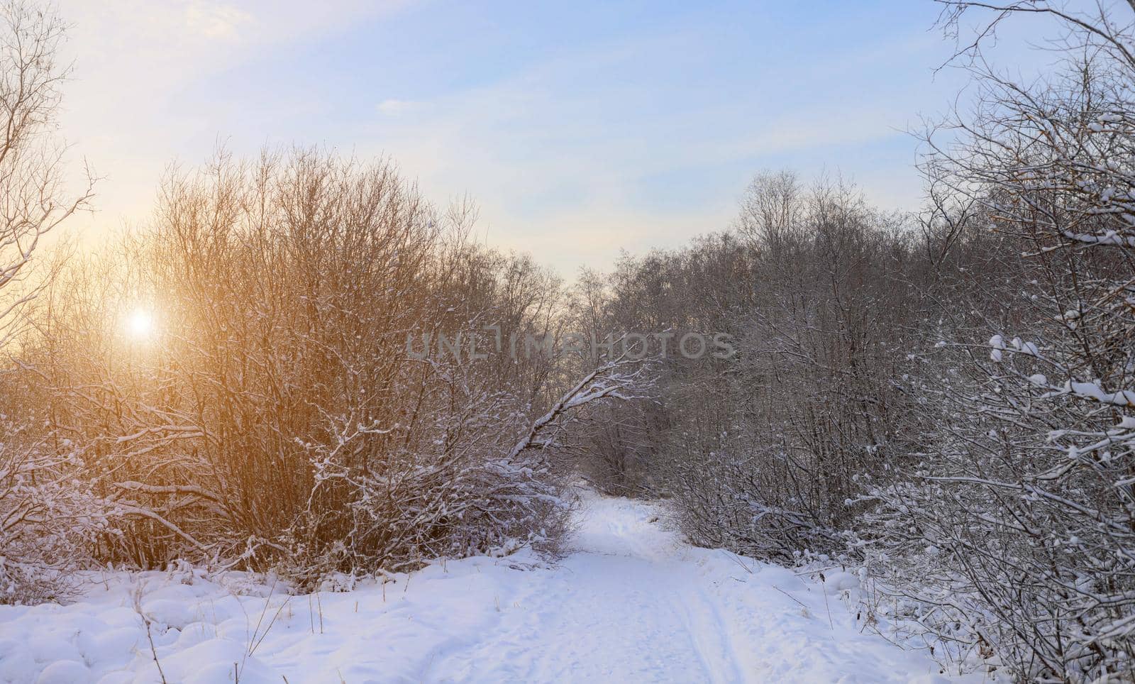 Winter landscape panorama of snow and sun . The sun peeks out from behind the trees. Nature. Snow valley. Winter screensaver. Copy space. article about winter tourism and recreation