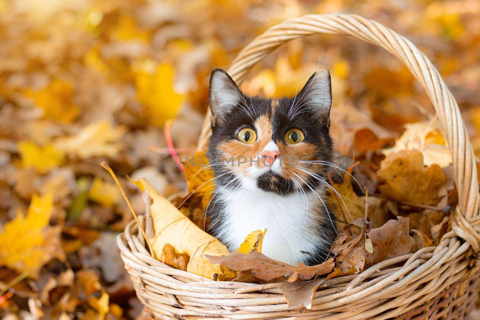 Cat in the basket. Cat sitting in a basket and autumn leaves . A young colored cat. Autumn leave. Cat in the basket. Walking a pet. Article about cats and autumn. Yellow fallen leaves. Photos for printed products by alenka2194
