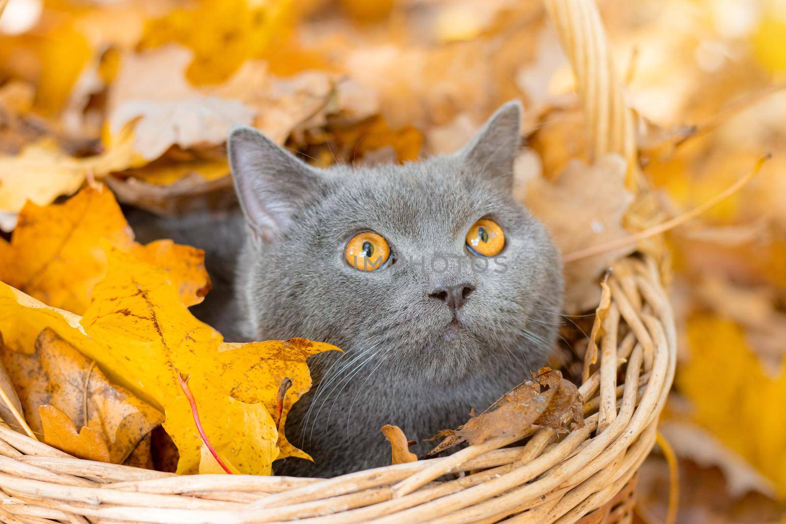 Grey cat in the basket. British cat. Cat sitting in a basket and autumn leaves . Young cat. Autumn vacation. Walking a pet. Article about cats and autumn. Yellow fallen leaves. Photos for printed products