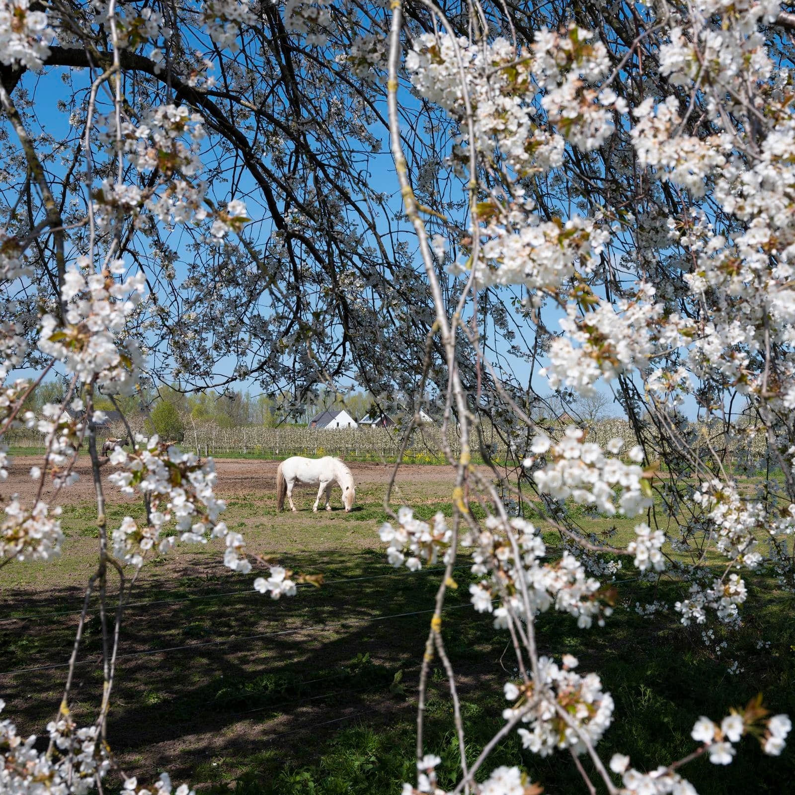 white horse amongst blossoming spring flowers in the netherlands under blue sky near fruit orchard