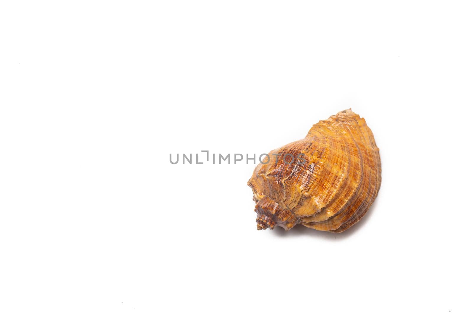Seashell on a white background . An article about seashells. Vacation at the sea. Shopping by the sea. White background. Isolate . Copy space