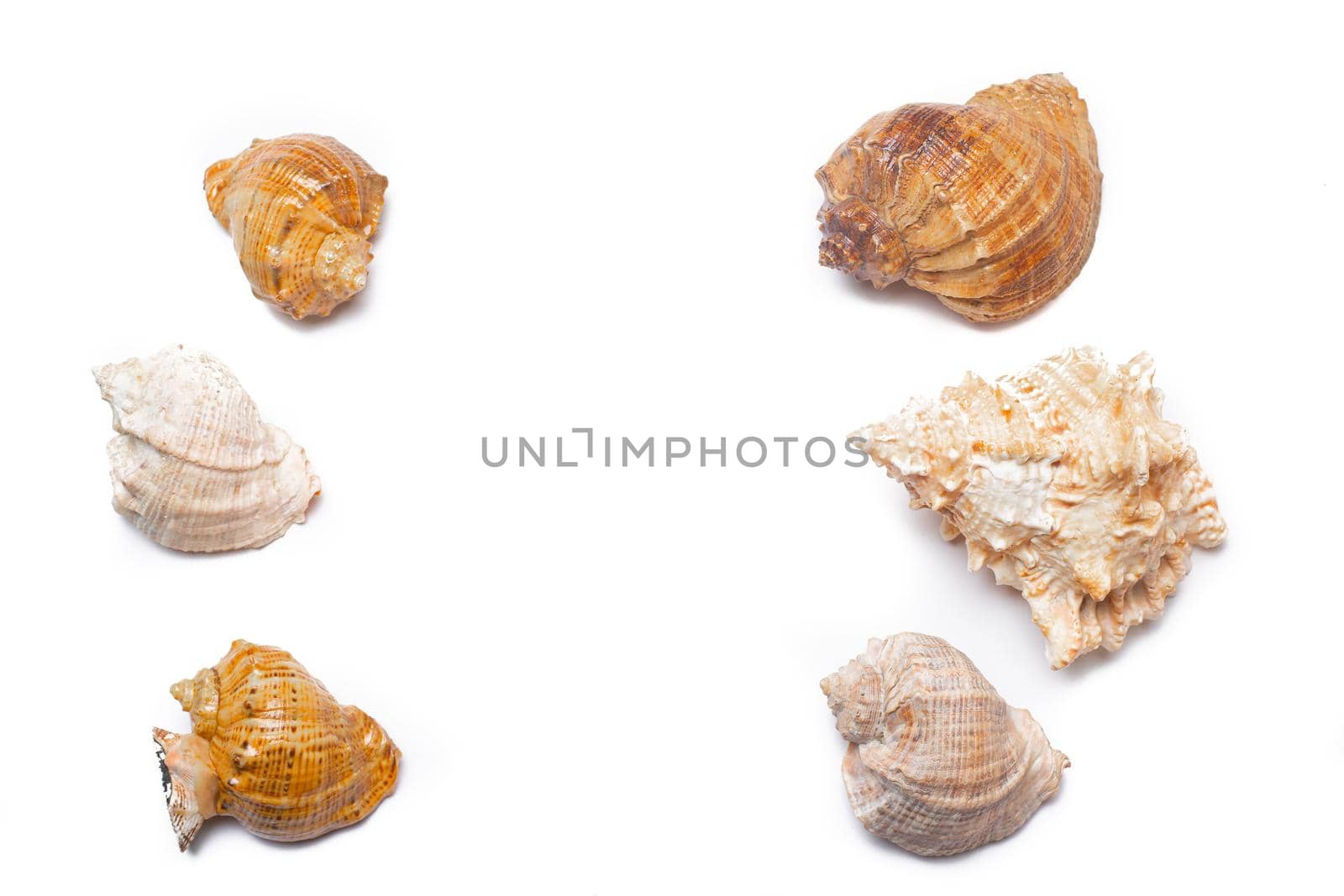 Seashell on a white background . An article about seashells. Vacation at the sea. Shopping by the sea. White background. Isolate . Copy space