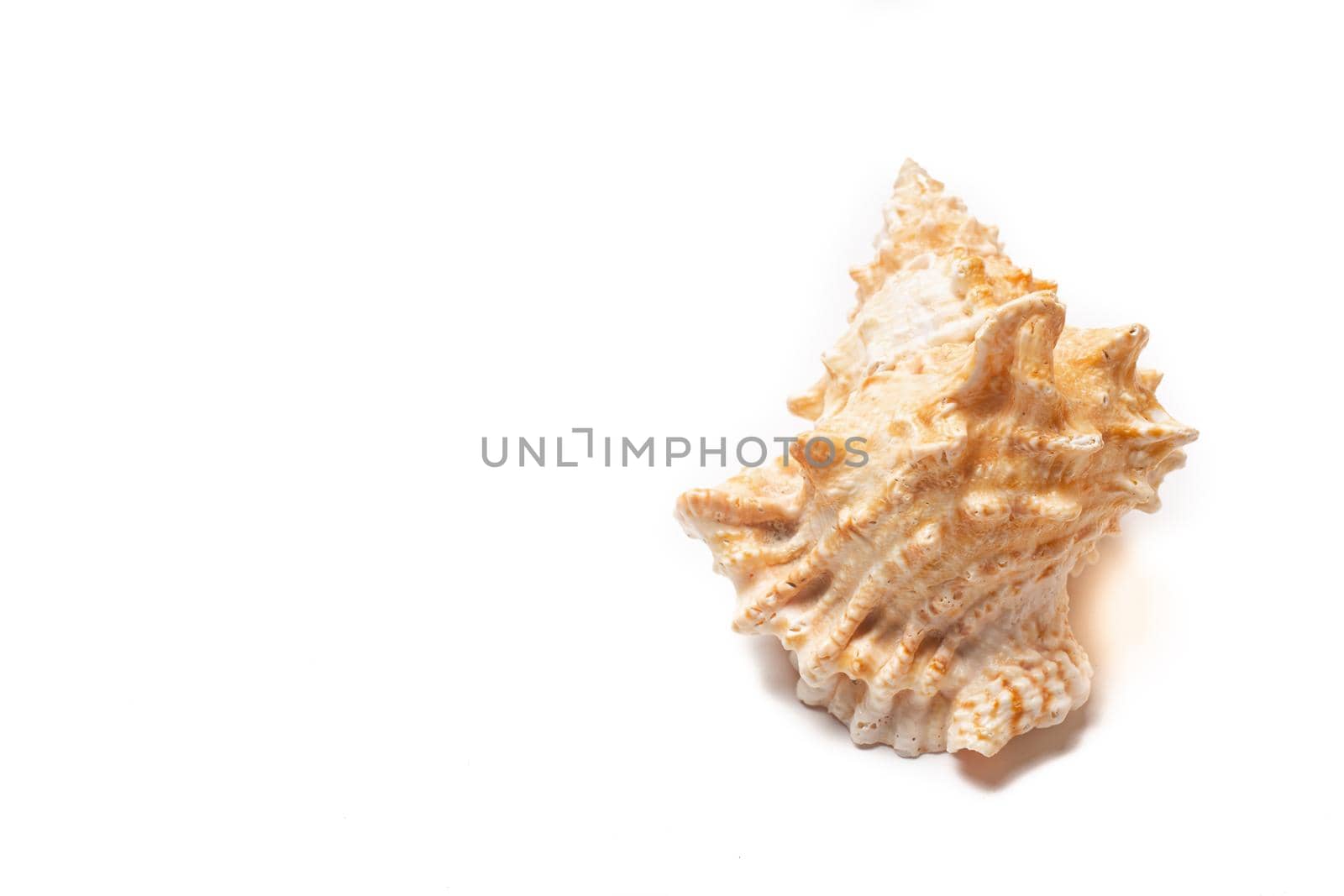 Seashell on a white background . An article about seashells. Vacation at the sea. Shopping by the sea. White background. Isolate . Copy space