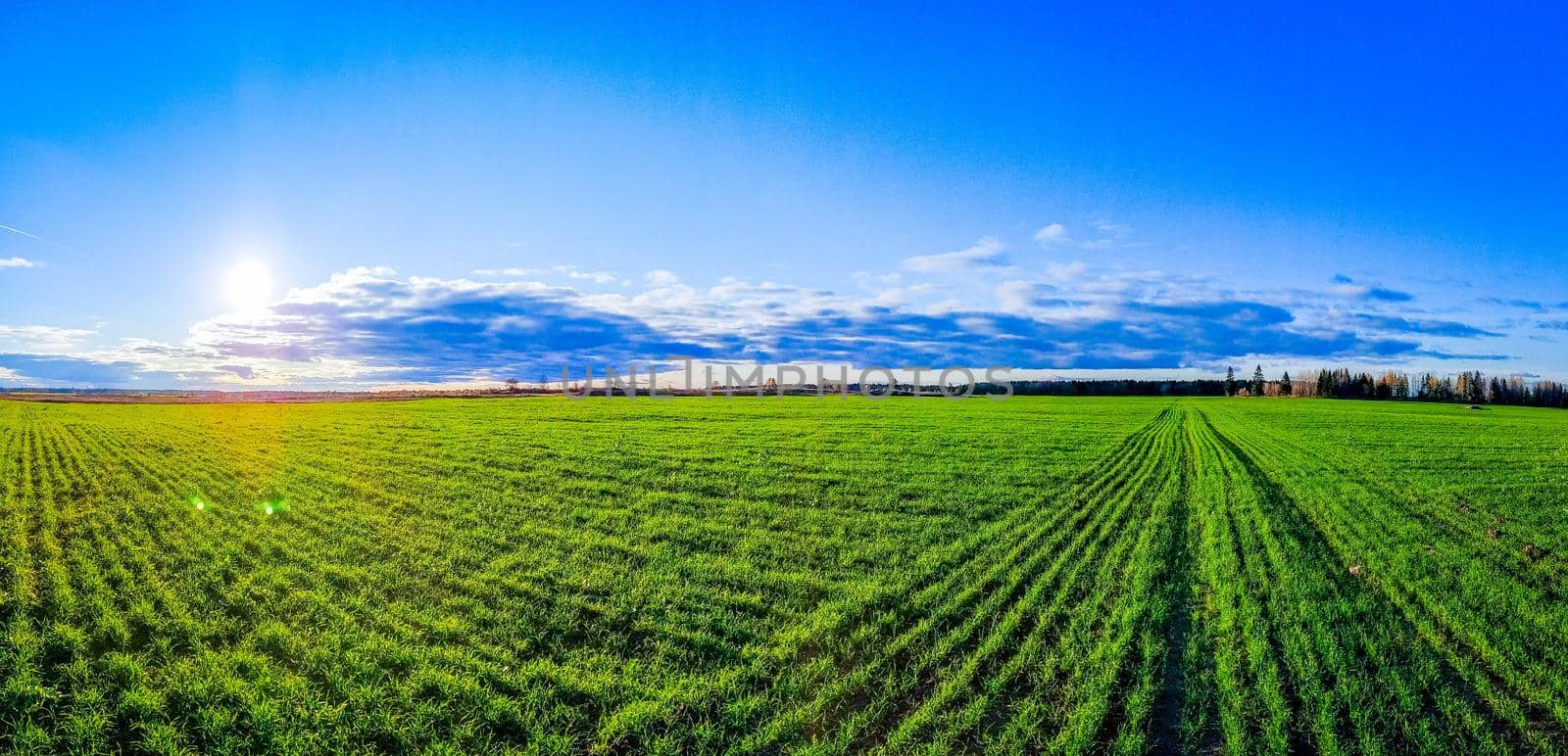 Panorama of a landscape on a summer field . Green grass in the field. Blue sky. Panorama . Summer landscape. Nicely