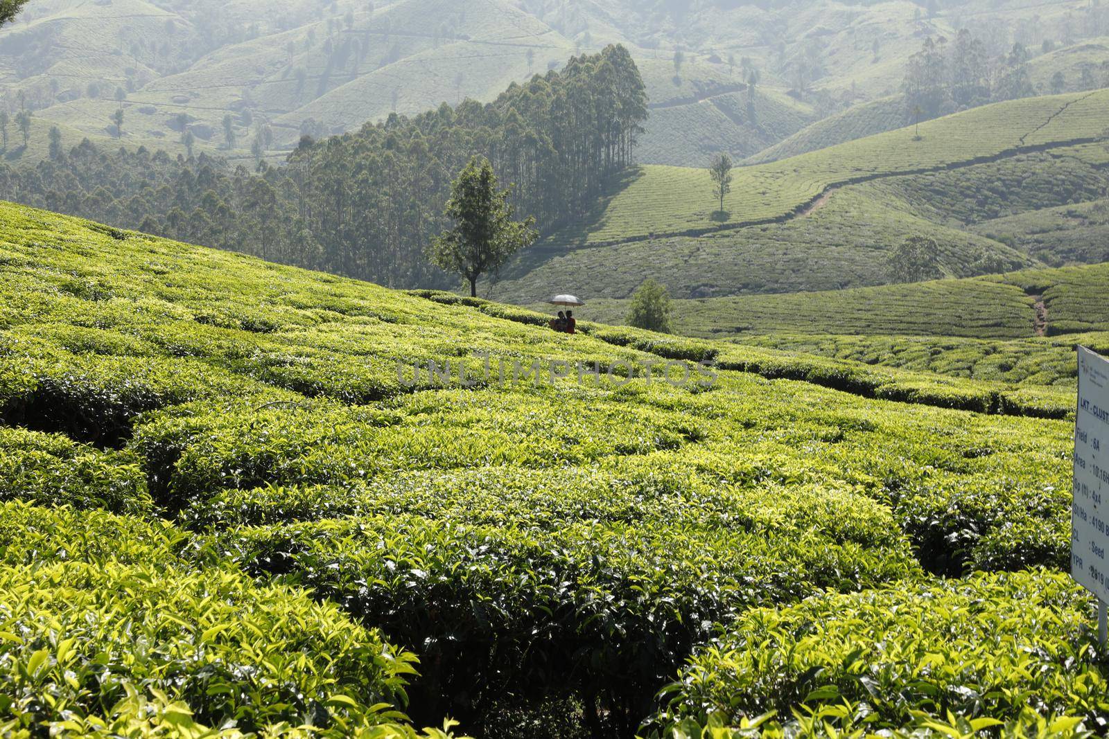 Tea Plantation foarm Landscape Munnar Kerala India