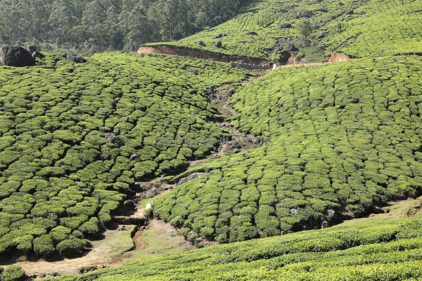 Workers at Tea Plantation Farm Munnar Kerala India