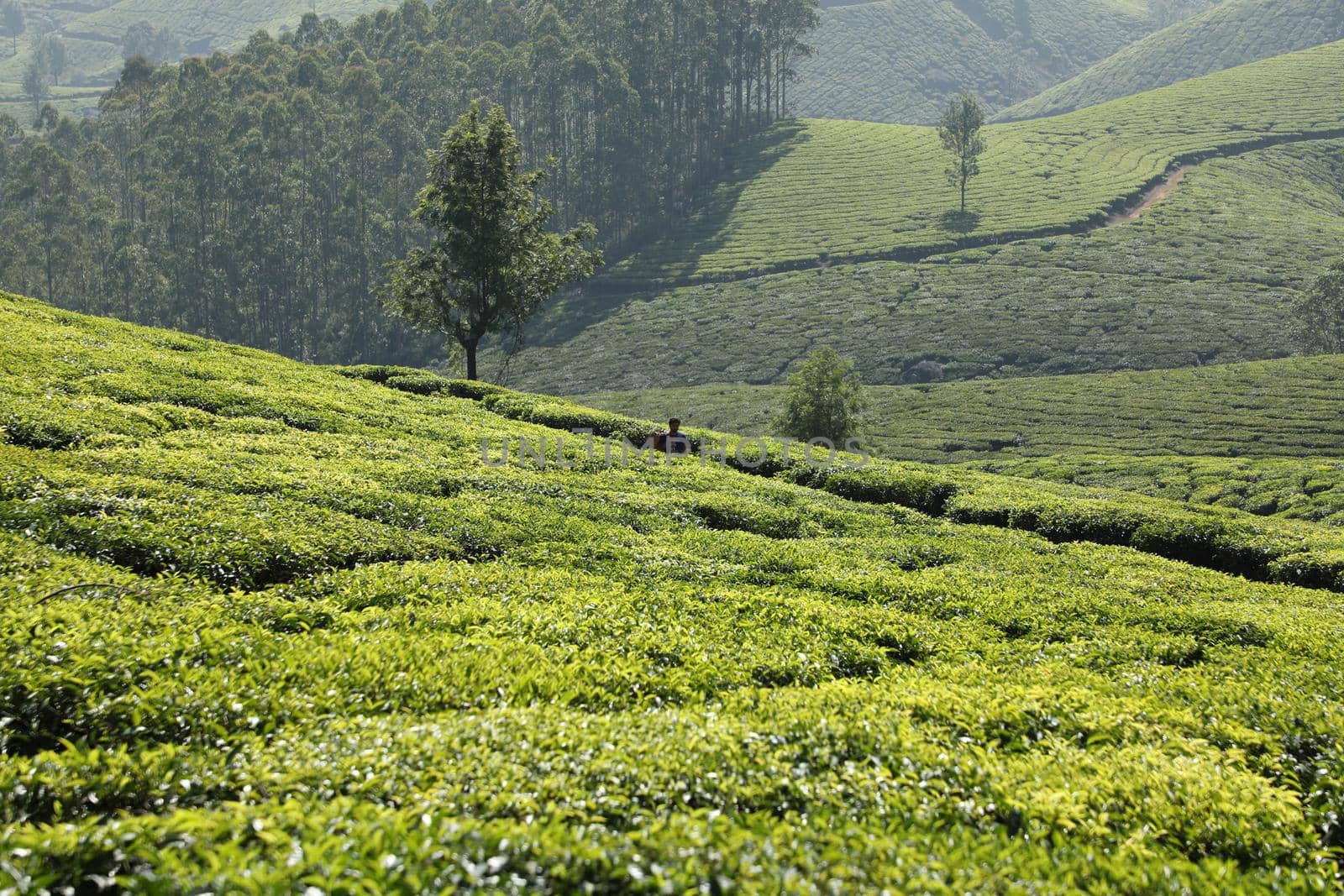 Workers at Tea Plantation Farm Munnar Kerala India