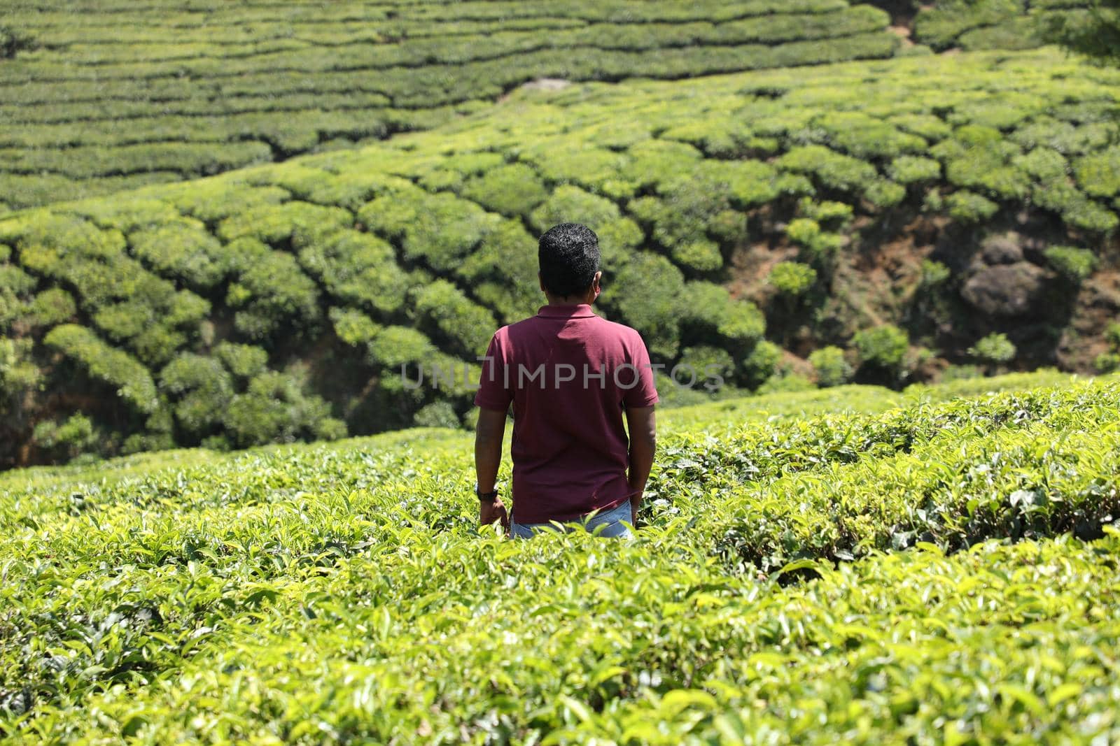 Workers at Tea Plantation Farm Munnar Kerala India
