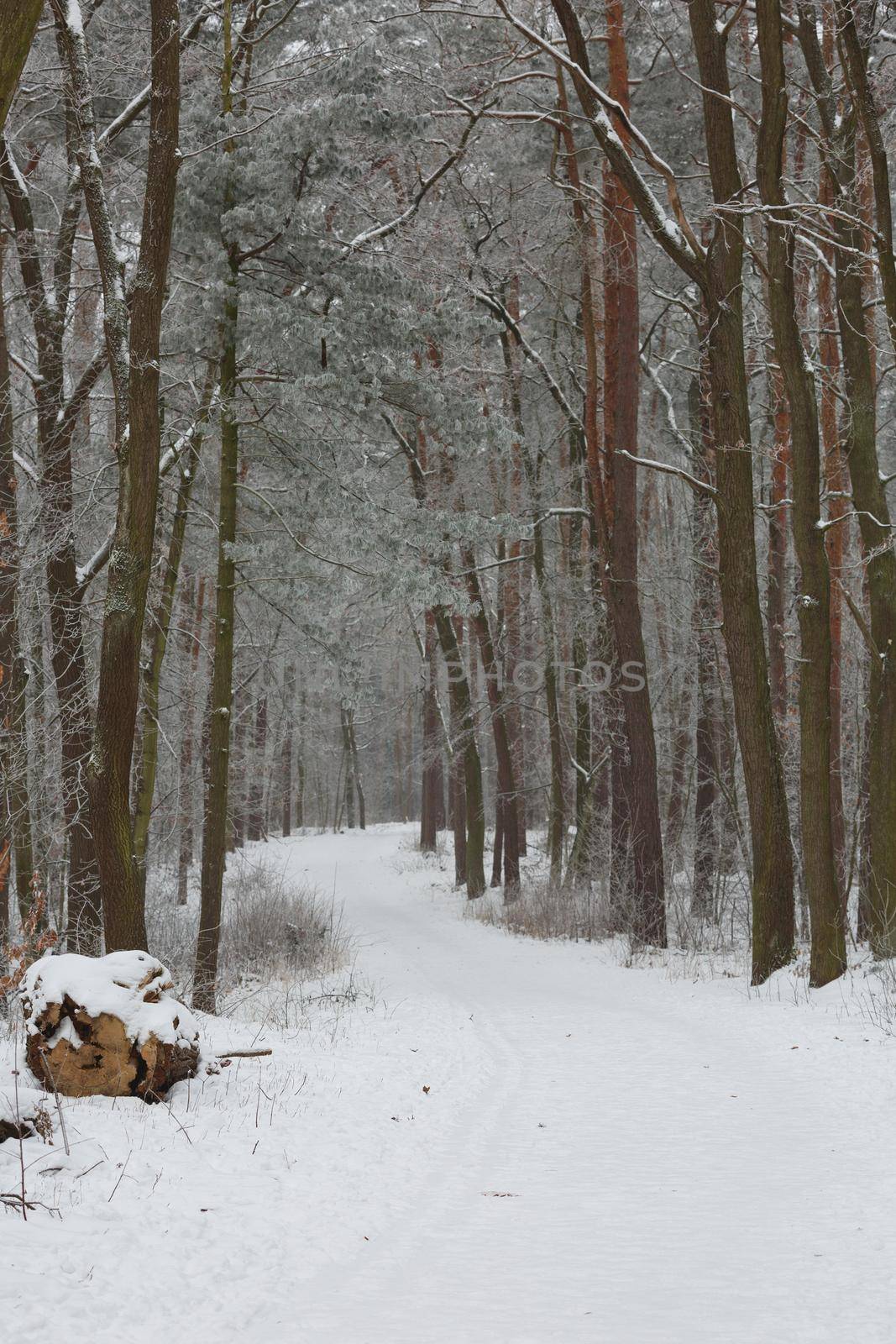 Morning winter forest landscape with a path road and freshly fallen snow.