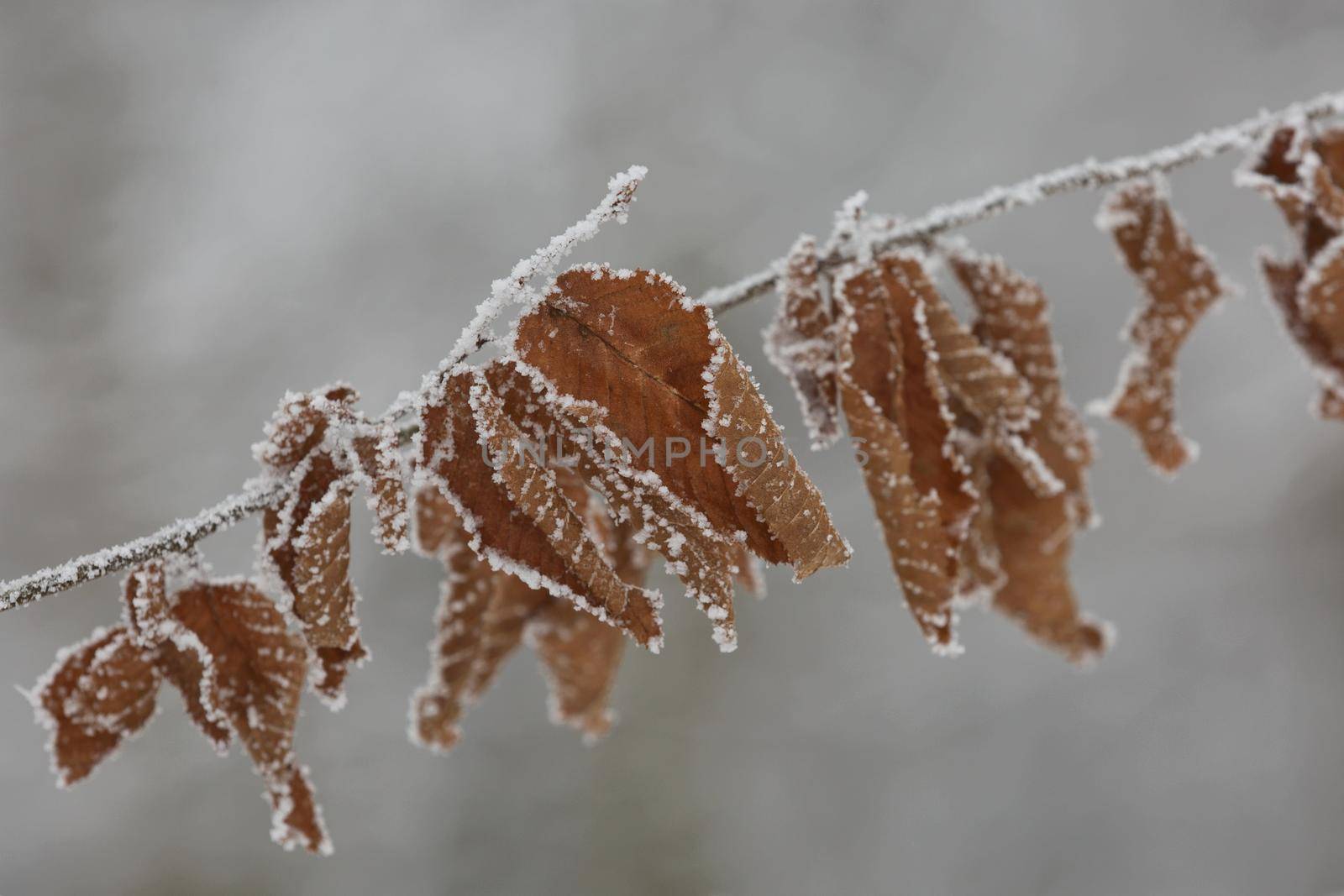 Winter frozen leaves close-up with the snow isolated by wondry