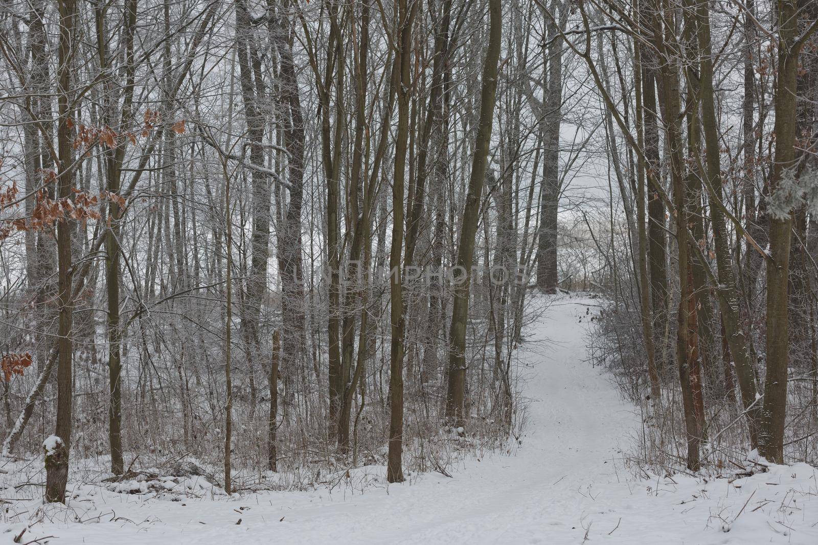 Morning winter forest landscape with a path road and freshly fallen snow by wondry
