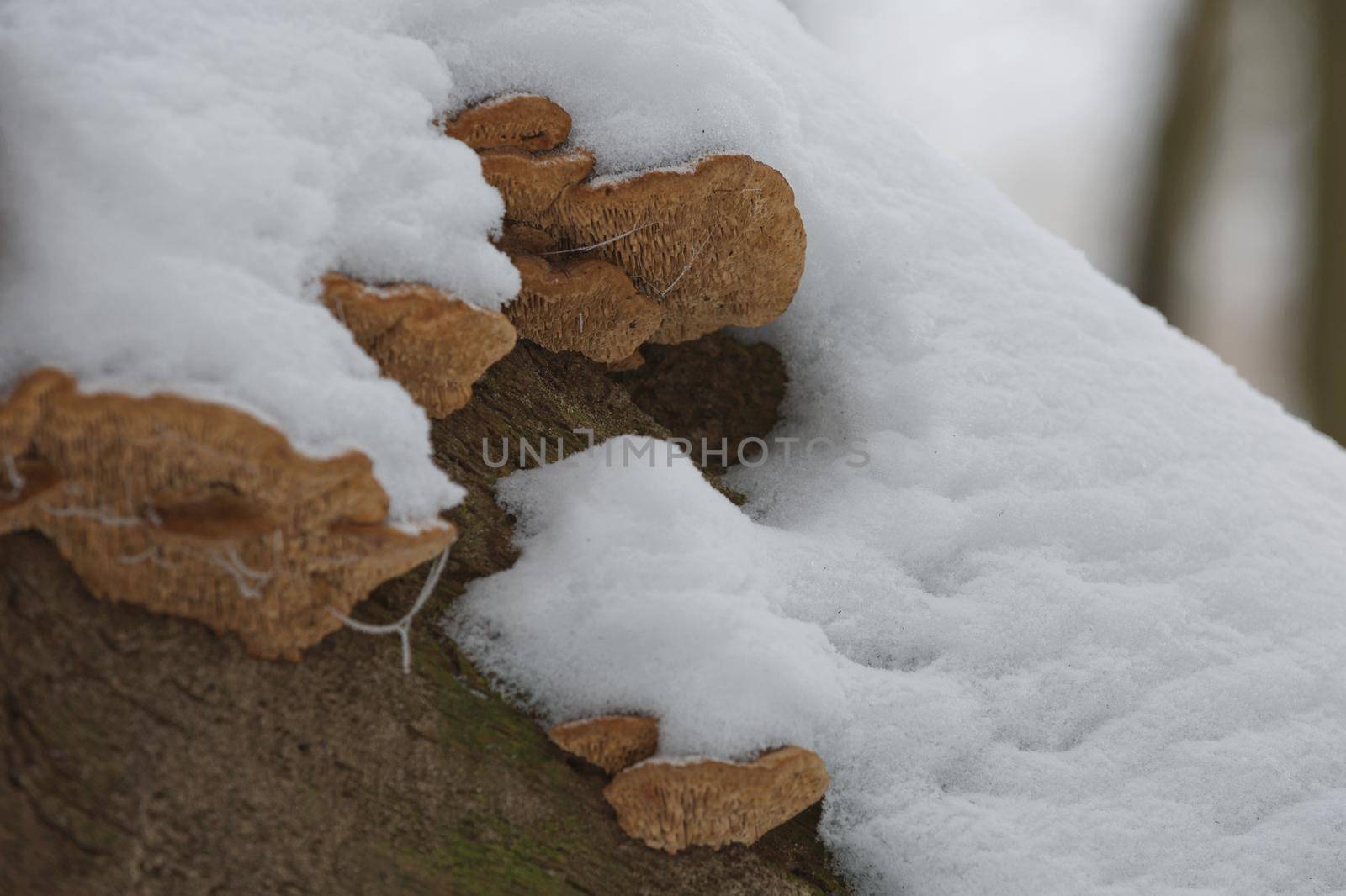 Close-up of a rotten stump with tree mushrooms covered by snow on a horizontal trunk during a winter in Czech republic.