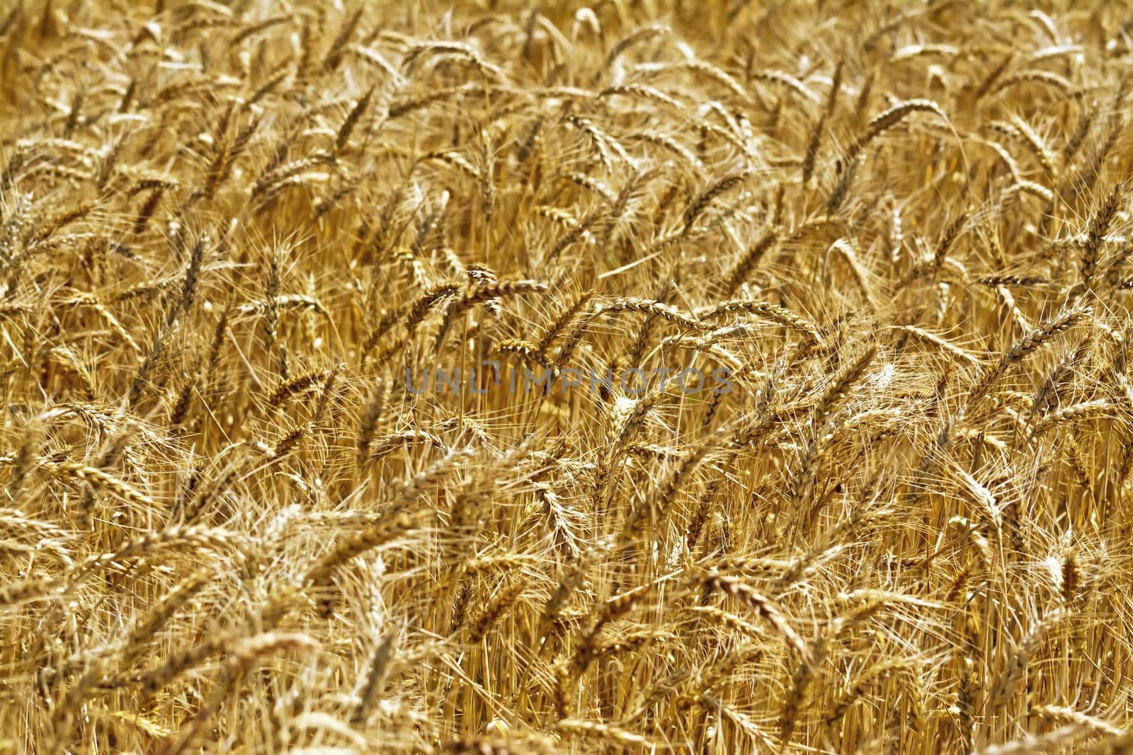 Bread field by rezkrr