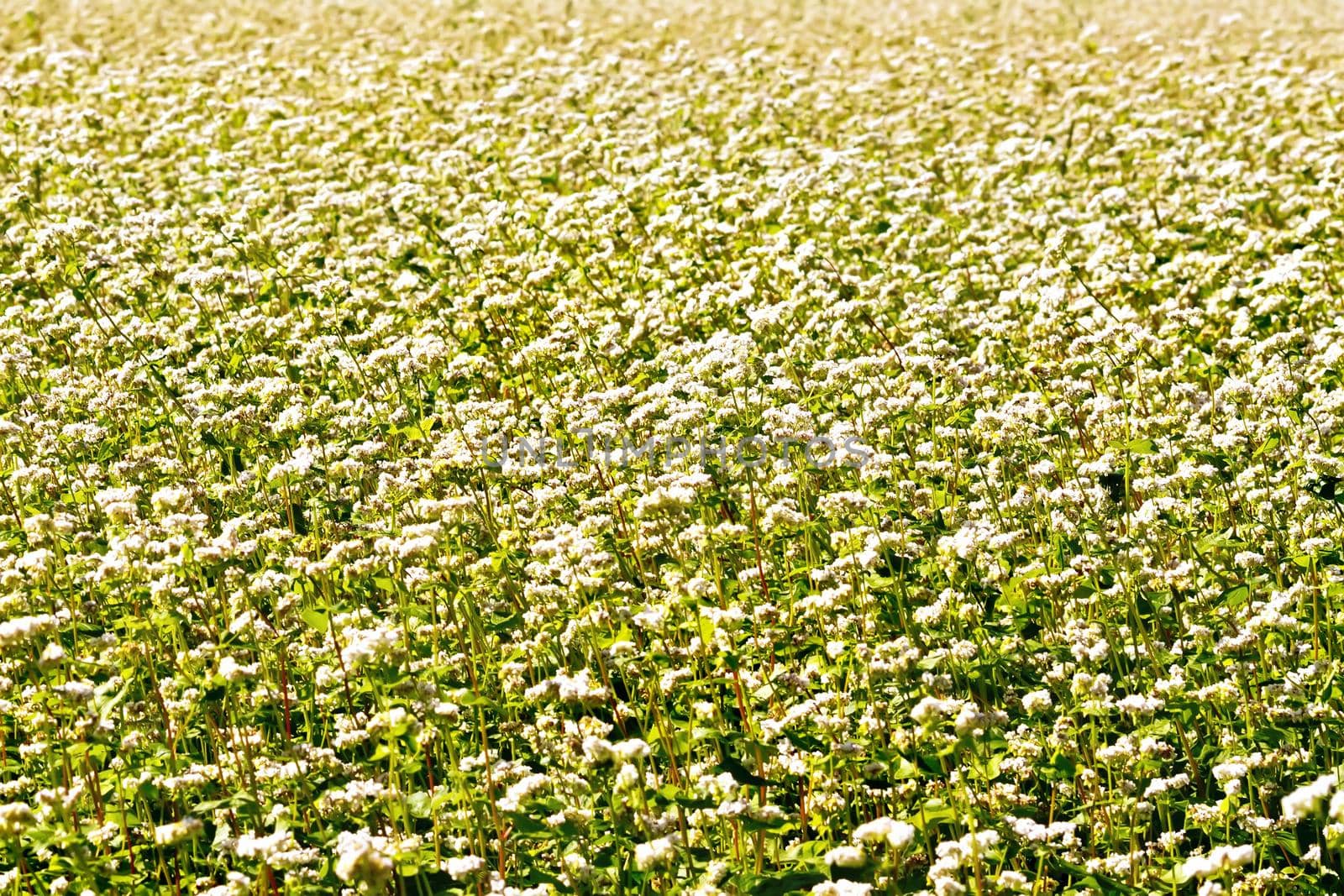 White flowers of buckwheat on the background of green leaves in the field