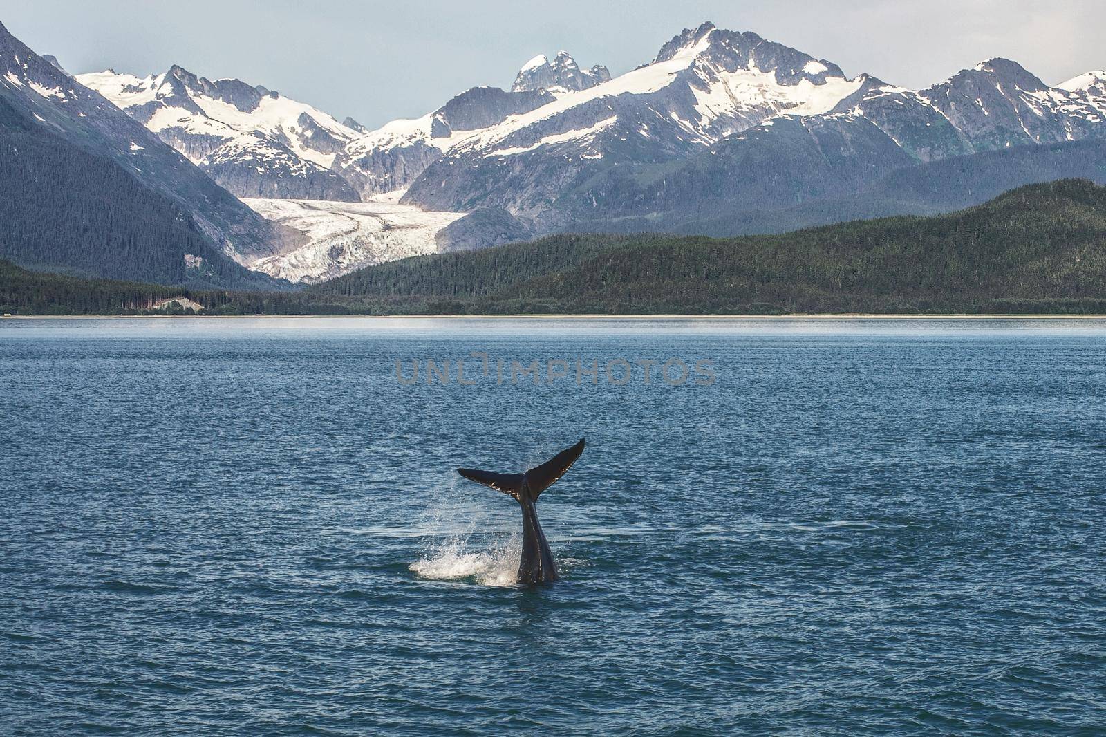 Baby Humpback Whale and Alaskan Landscape with Glacier in Background