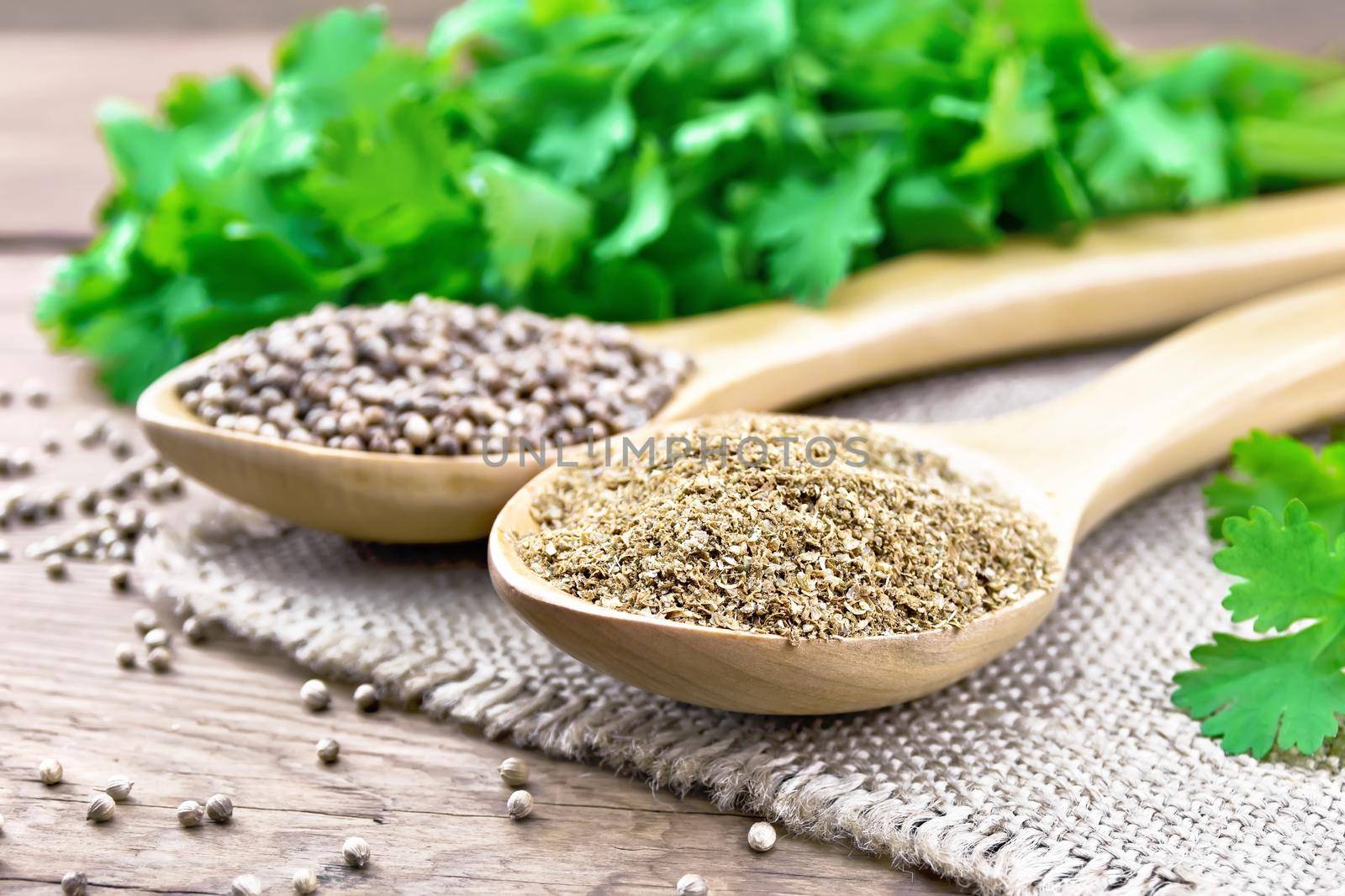 Coriander seeds and ground in two spoons on burlap, green fresh cilantro on a background of an old wooden board
