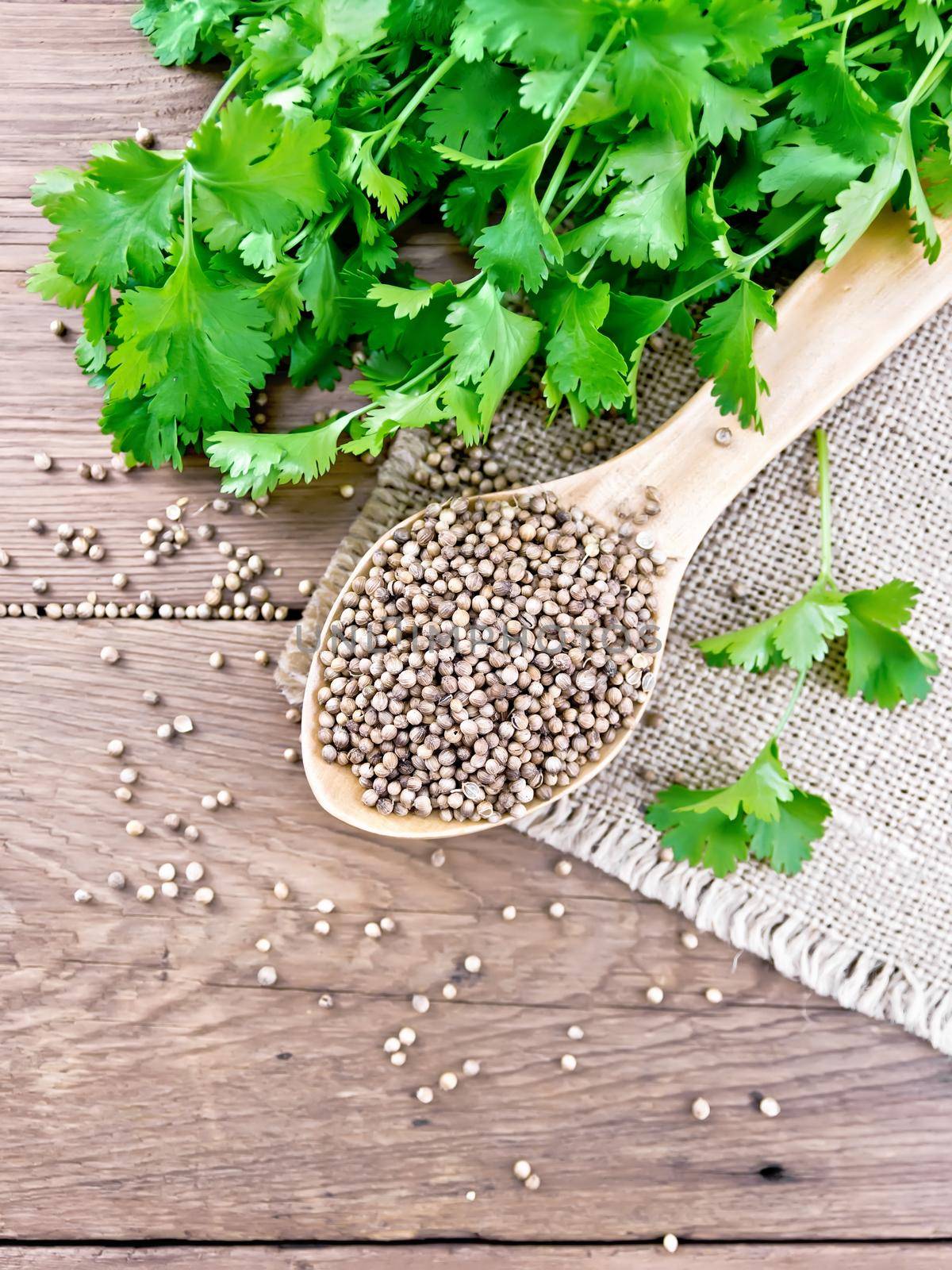 Coriander seeds in a spoon on burlap, green fresh cilantro on background of an old wooden board from above