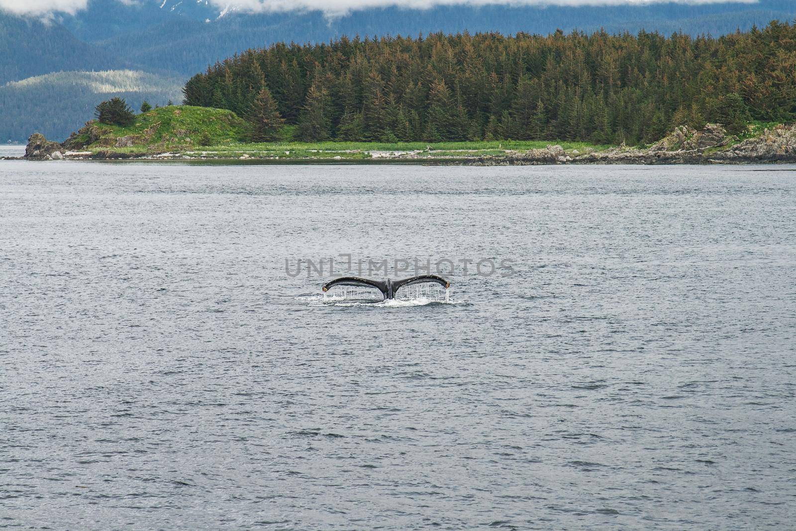Humpback Whale Diving in front of the Trees in Alaska.