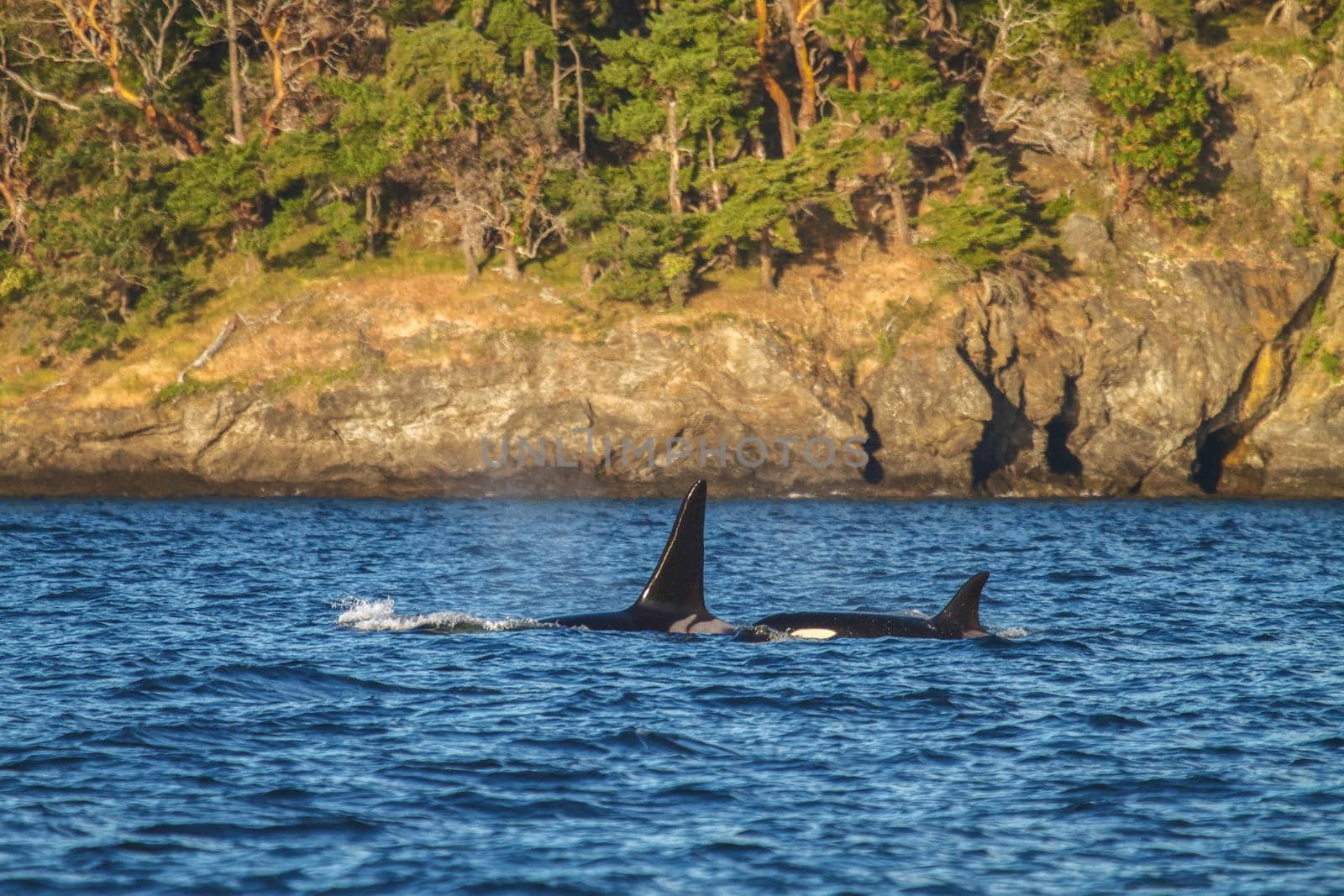 Orca Family in Sea and Ocean Close to Juneau in Alaska.