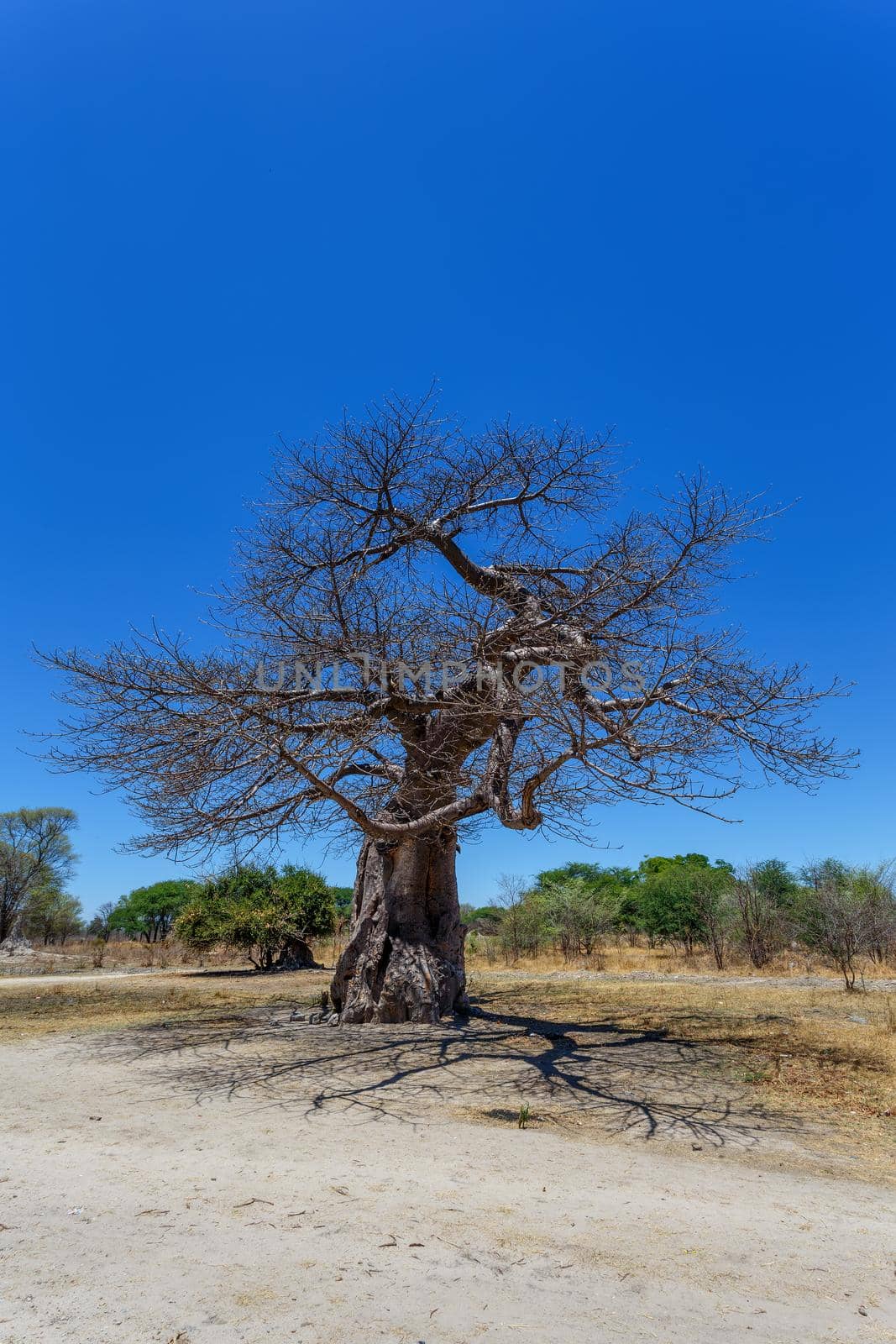 majestic old baobab tree against blue sky (Adansonia digitata) - Ngoma, Botswana Zimbabwe border