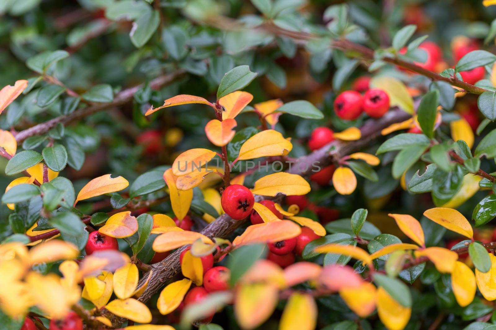 red gaultheria berries in autumn garden in fall season